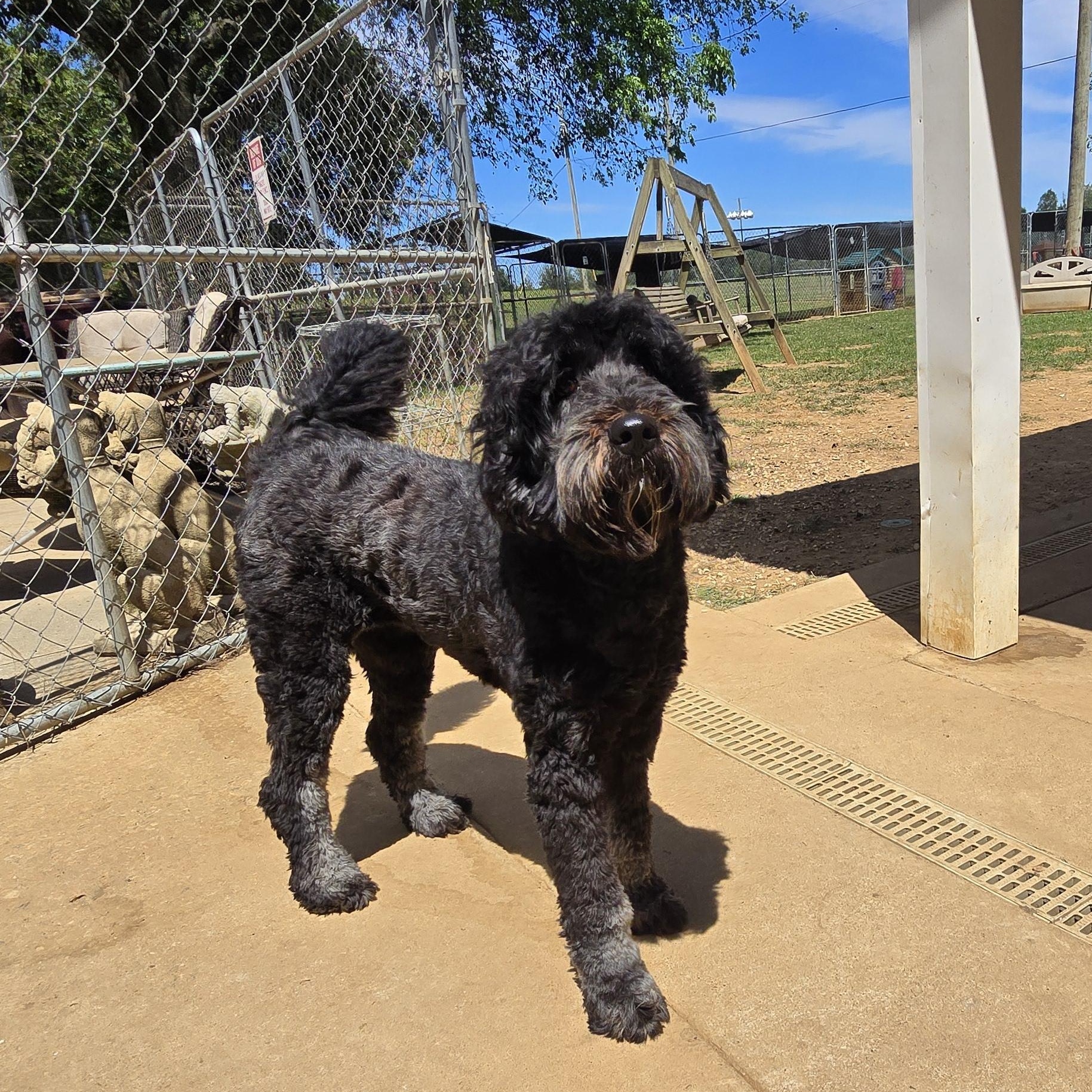 Lou Lou, an adoptable Aussiedoodle in Athens, AL, 35611 | Photo Image 6