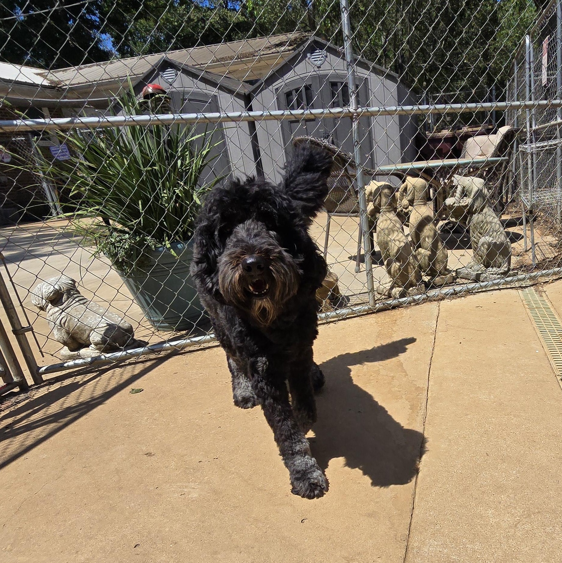 Lou Lou, an adoptable Aussiedoodle in Athens, AL, 35611 | Photo Image 5