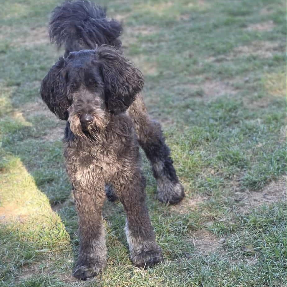 Lou Lou, an adoptable Aussiedoodle in Athens, AL, 35611 | Photo Image 4