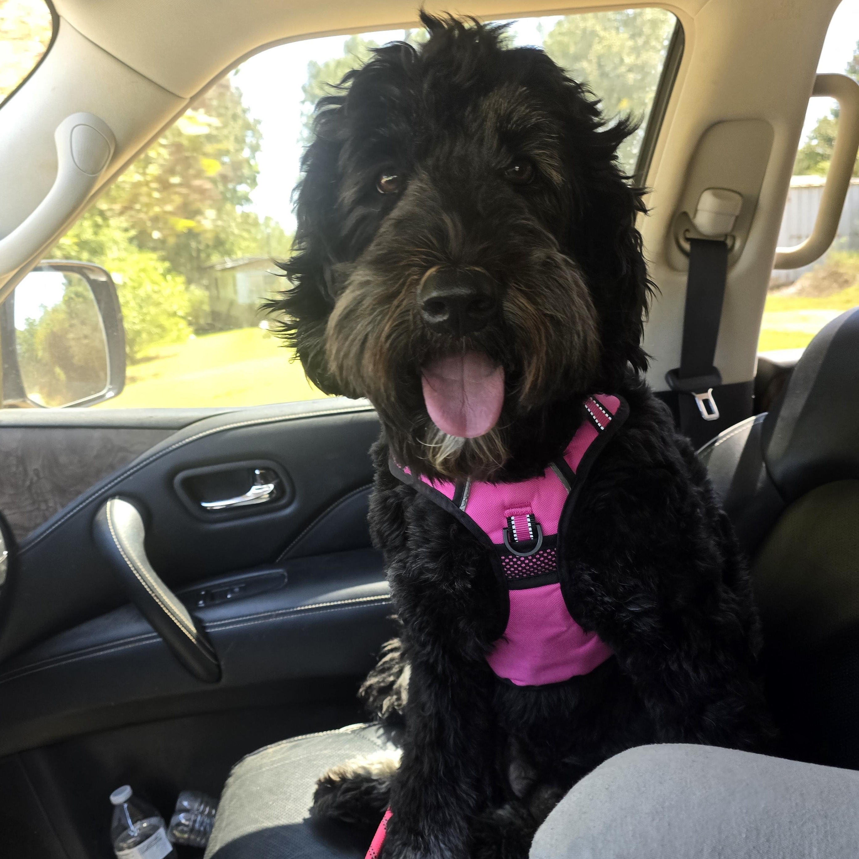Lou Lou, an adoptable Aussiedoodle in Athens, AL, 35611 | Photo Image 1