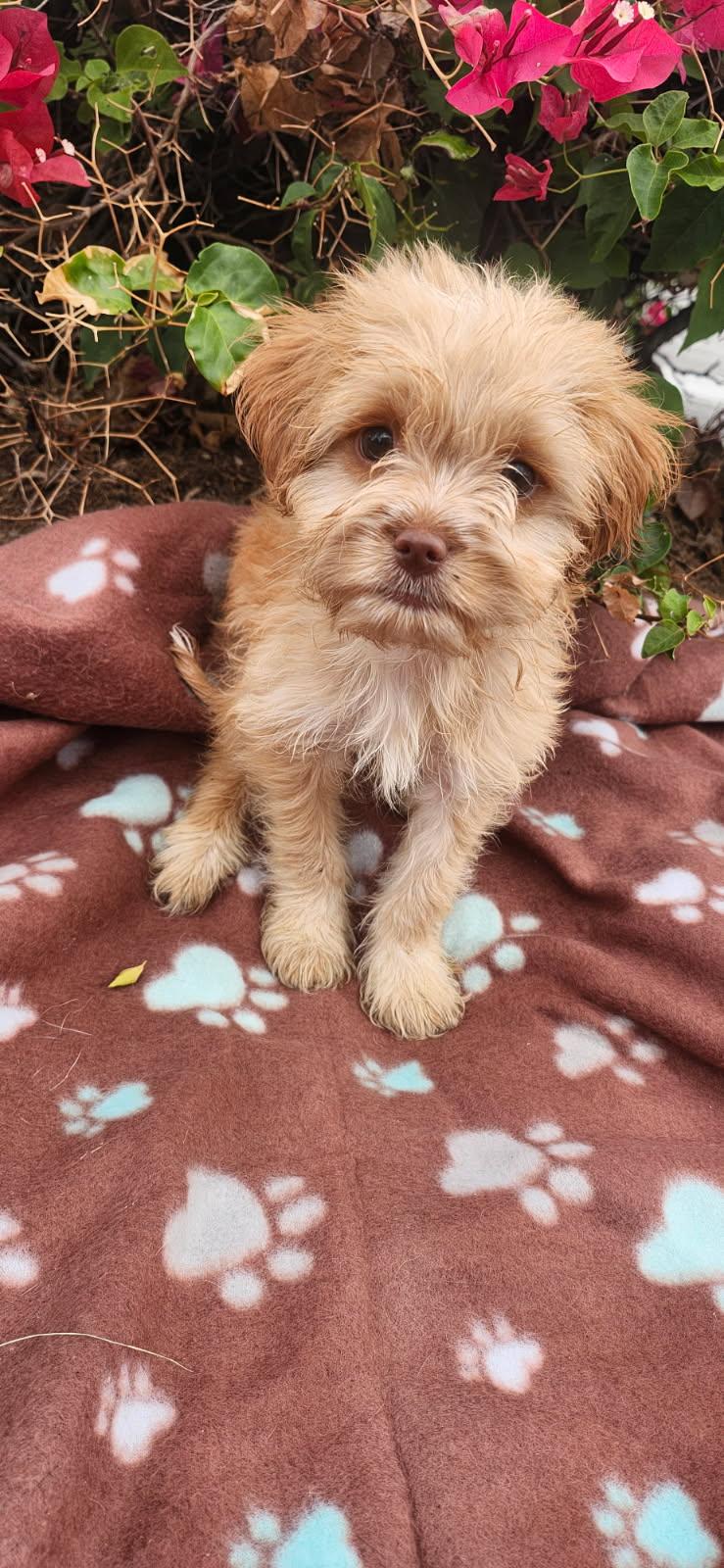 Enlarge Crouton, a Adoptable mixed breed in Torrance, CA image 1/2