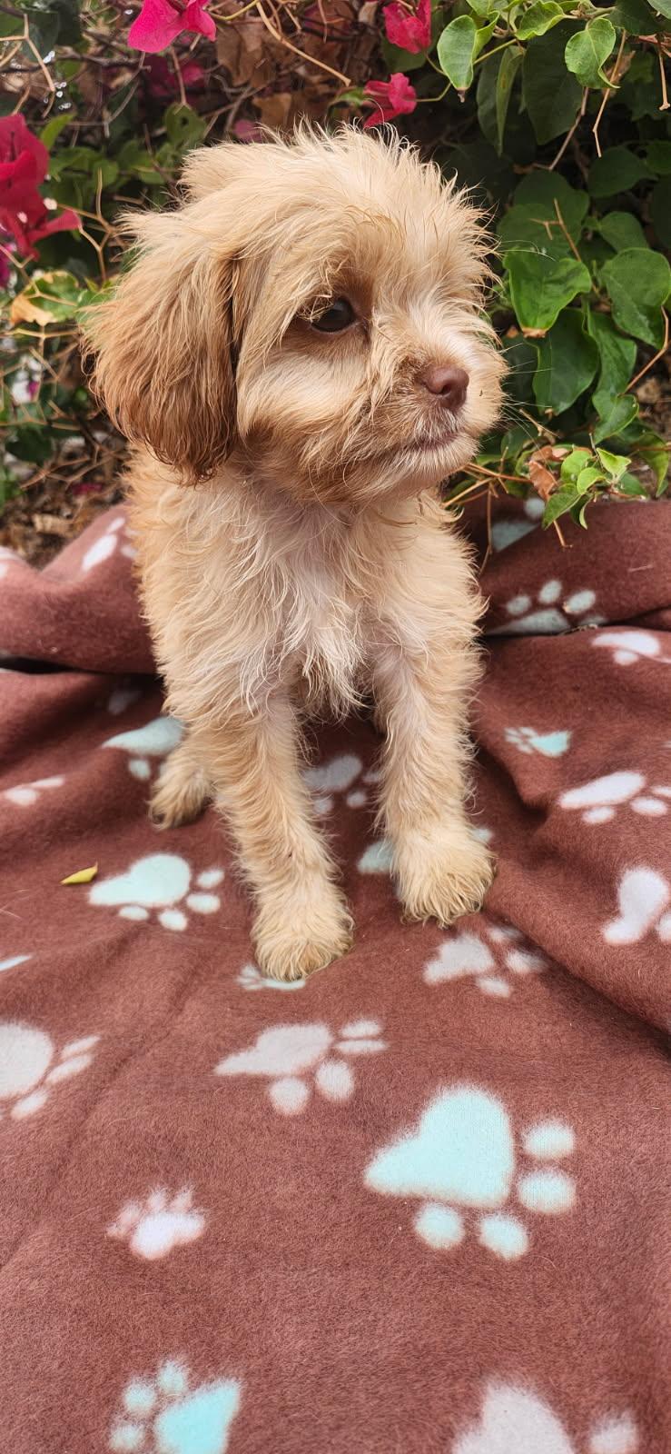 Enlarge Crouton, a Adoptable mixed breed in Torrance, CA image 2/2