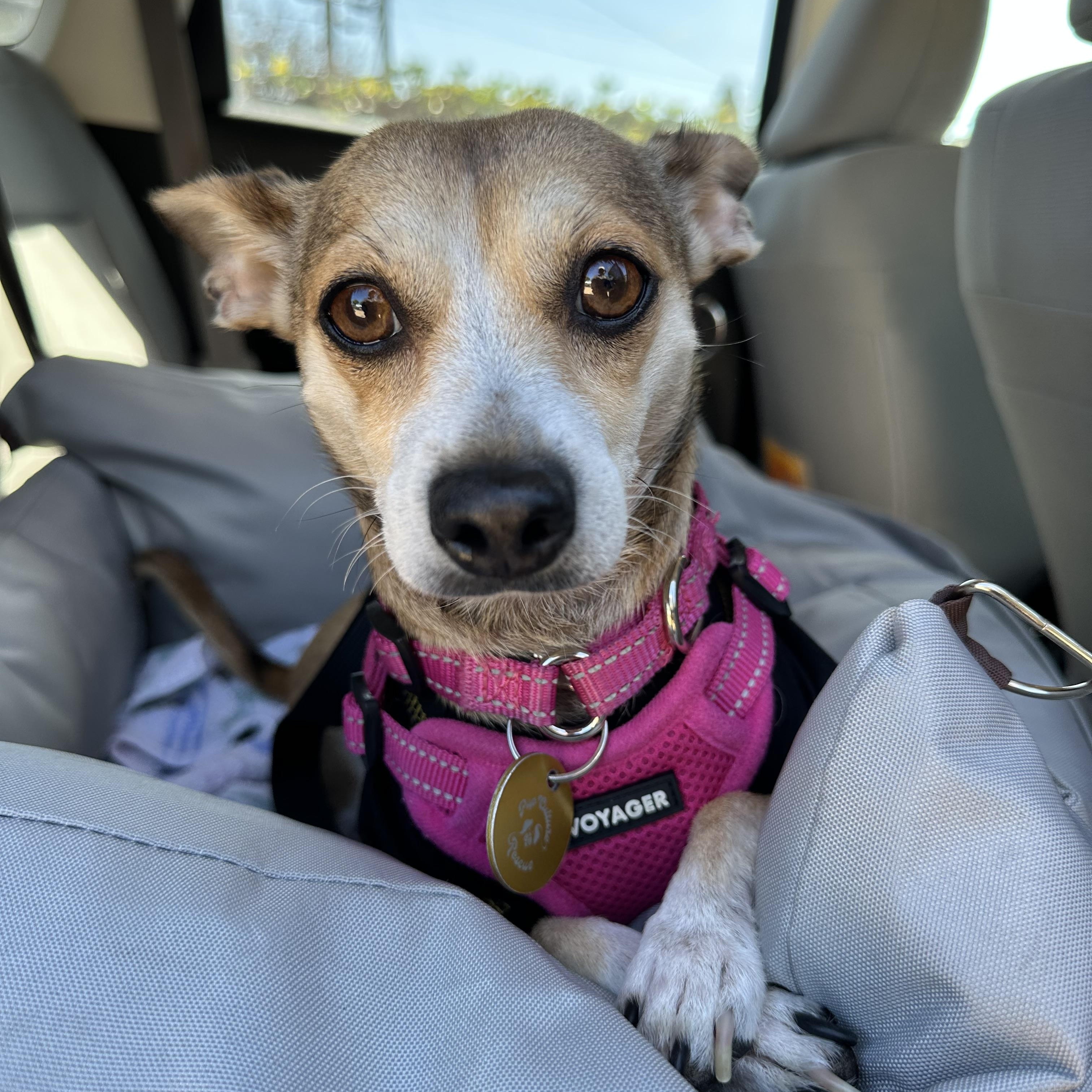 Enlarge Doris, a Adoptable mixed breed in Pasadena, CA image 4/6