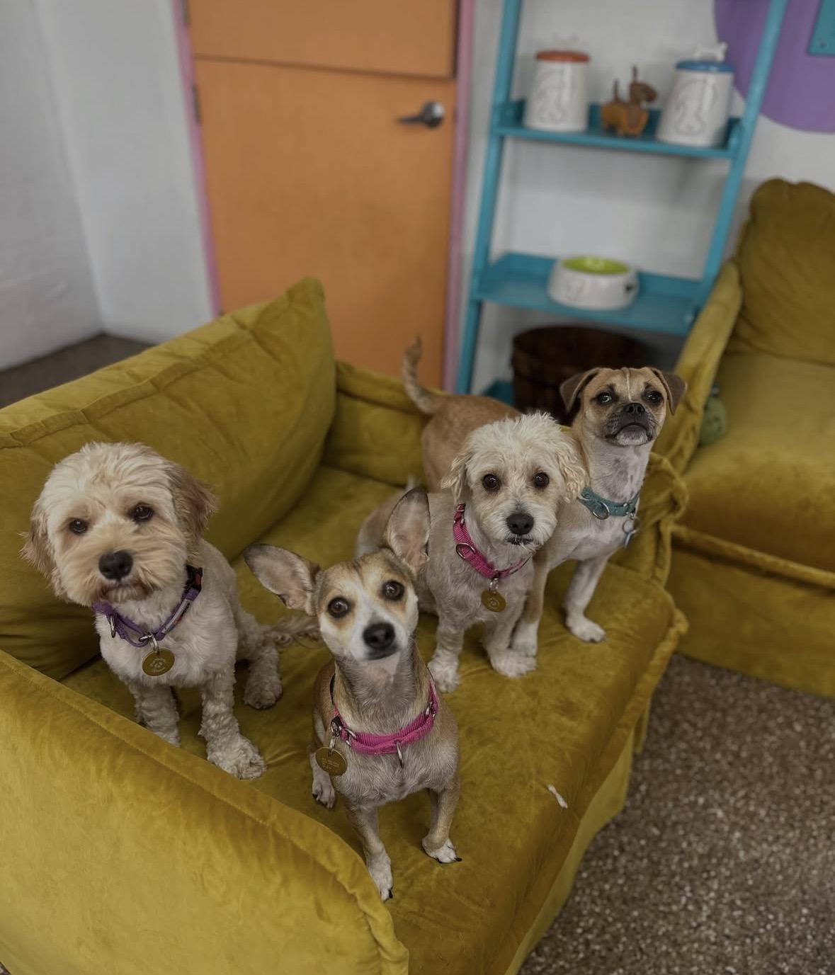 Enlarge Doris, a Adoptable mixed breed in Pasadena, CA image 5/6
