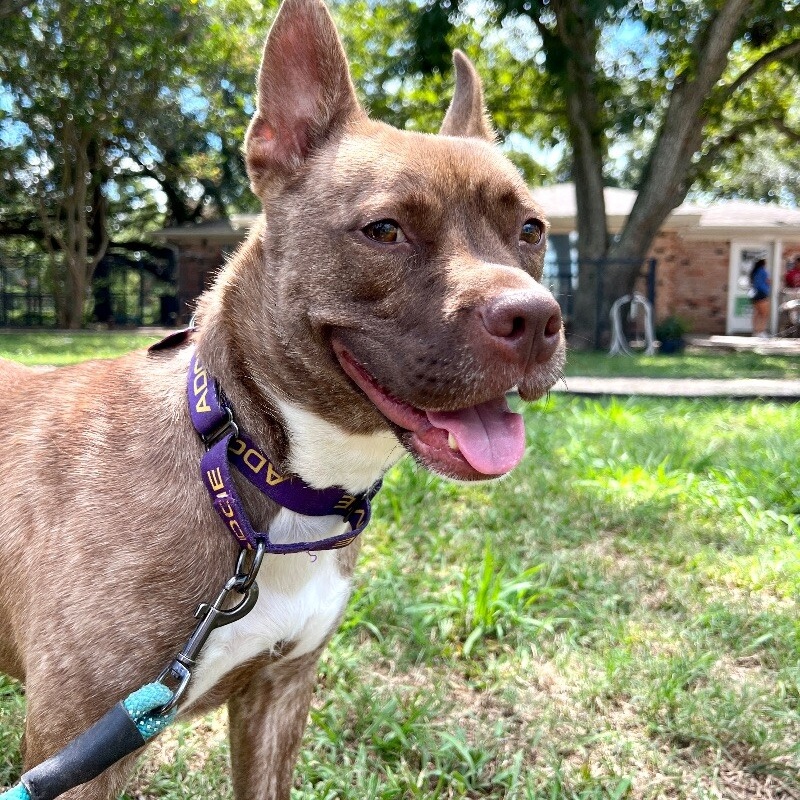 Dog for adoption Doja Ark, the Darling Girl, a Pit Bull Terrier