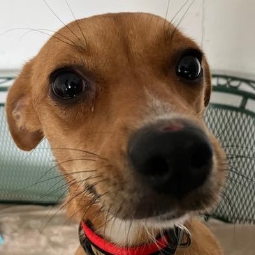 Enlarge Cinny   BORN TO CUDDLE!  GOOD W CATS N DOGS!, a ADOPTABLE mixed breed in Bethel, CT image 1/3