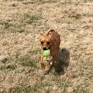 Enlarge Cinny   BORN TO CUDDLE!  GOOD W CATS N DOGS!, a ADOPTABLE mixed breed in Bethel, CT image 2/3