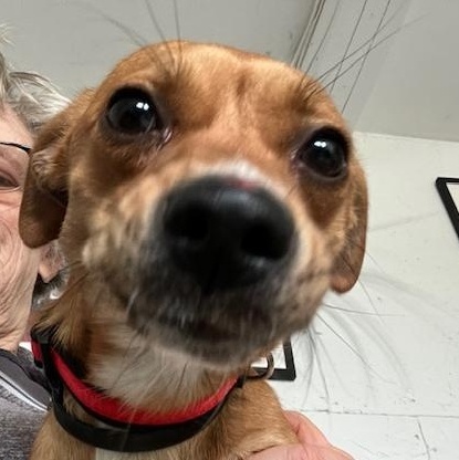 Enlarge Cinny   BORN TO CUDDLE!  GOOD W CATS N DOGS!, a ADOPTABLE mixed breed in Bethel, CT image 3/3