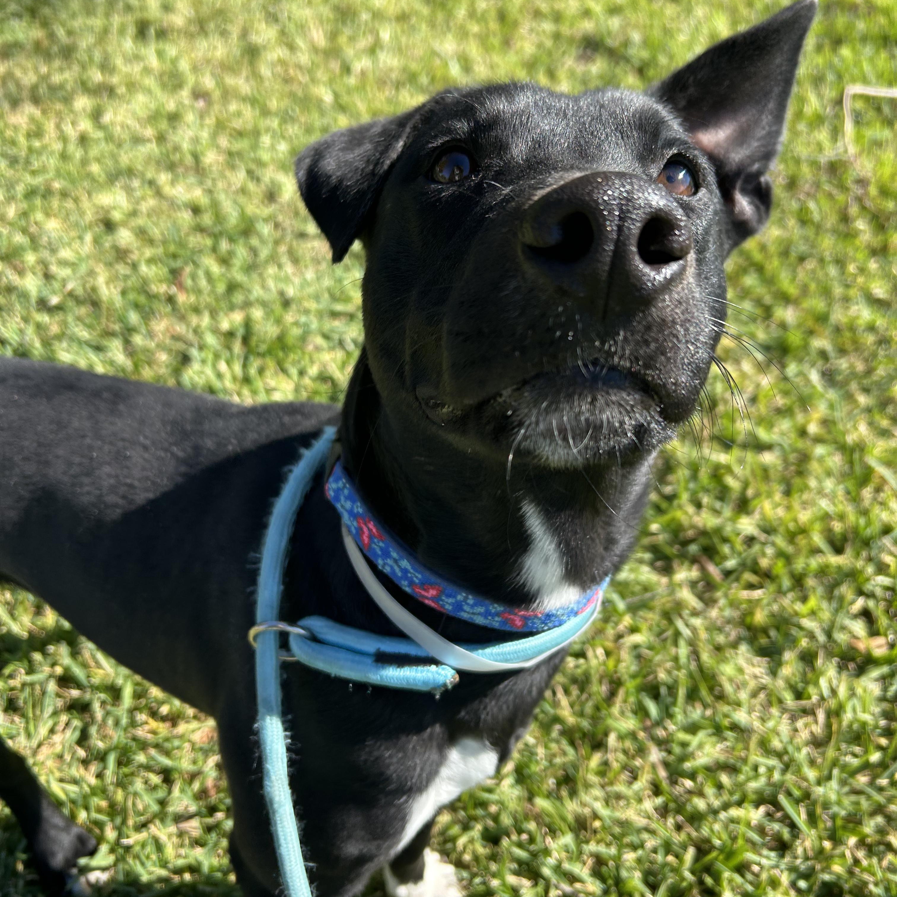 Jet, a Adoptable mixed breed in Monroe, NY image 1/5