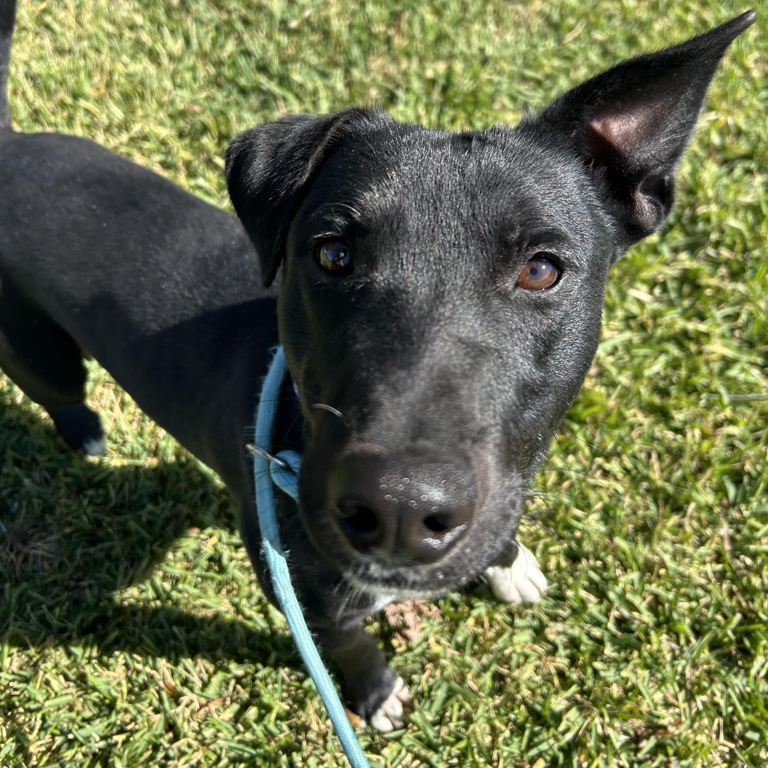 Jet, a Adoptable mixed breed in Monroe, NY image 2/5