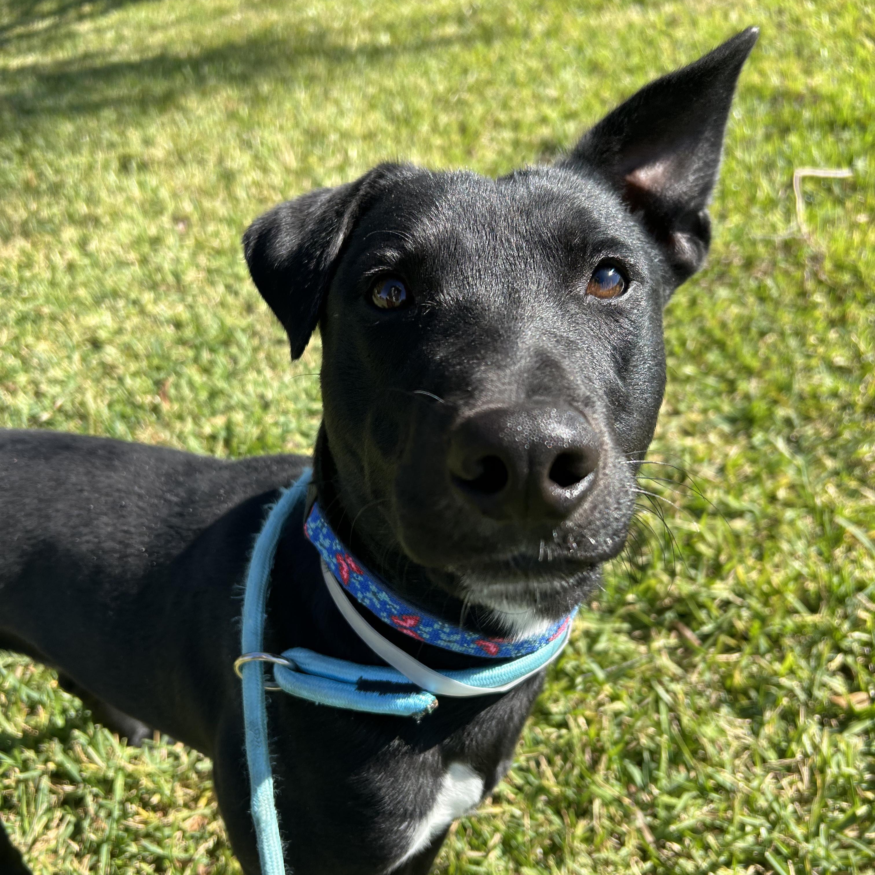Jet, a Adoptable mixed breed in Monroe, NY image 3/5