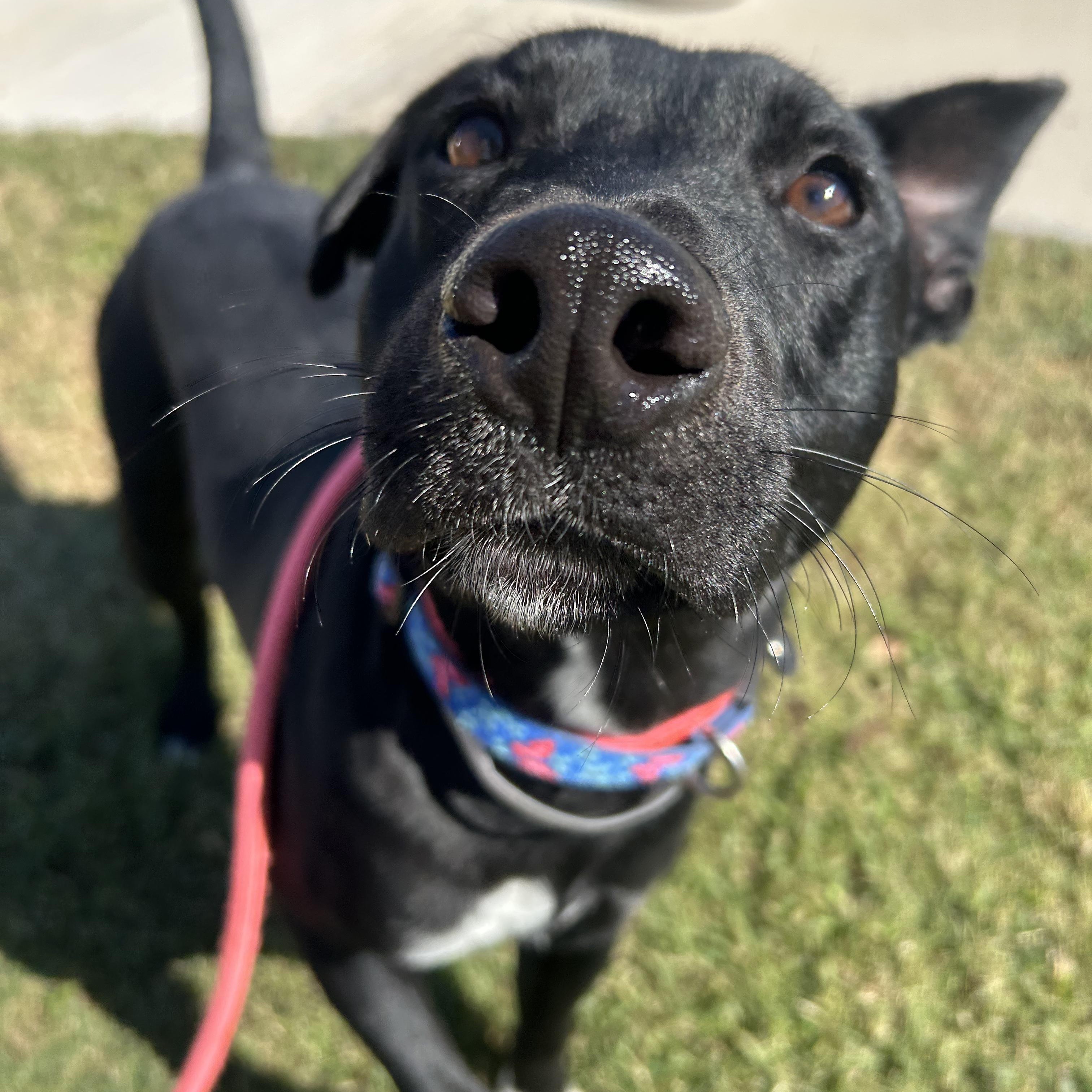 Jet, a Adoptable mixed breed in Monroe, NY image 4/5