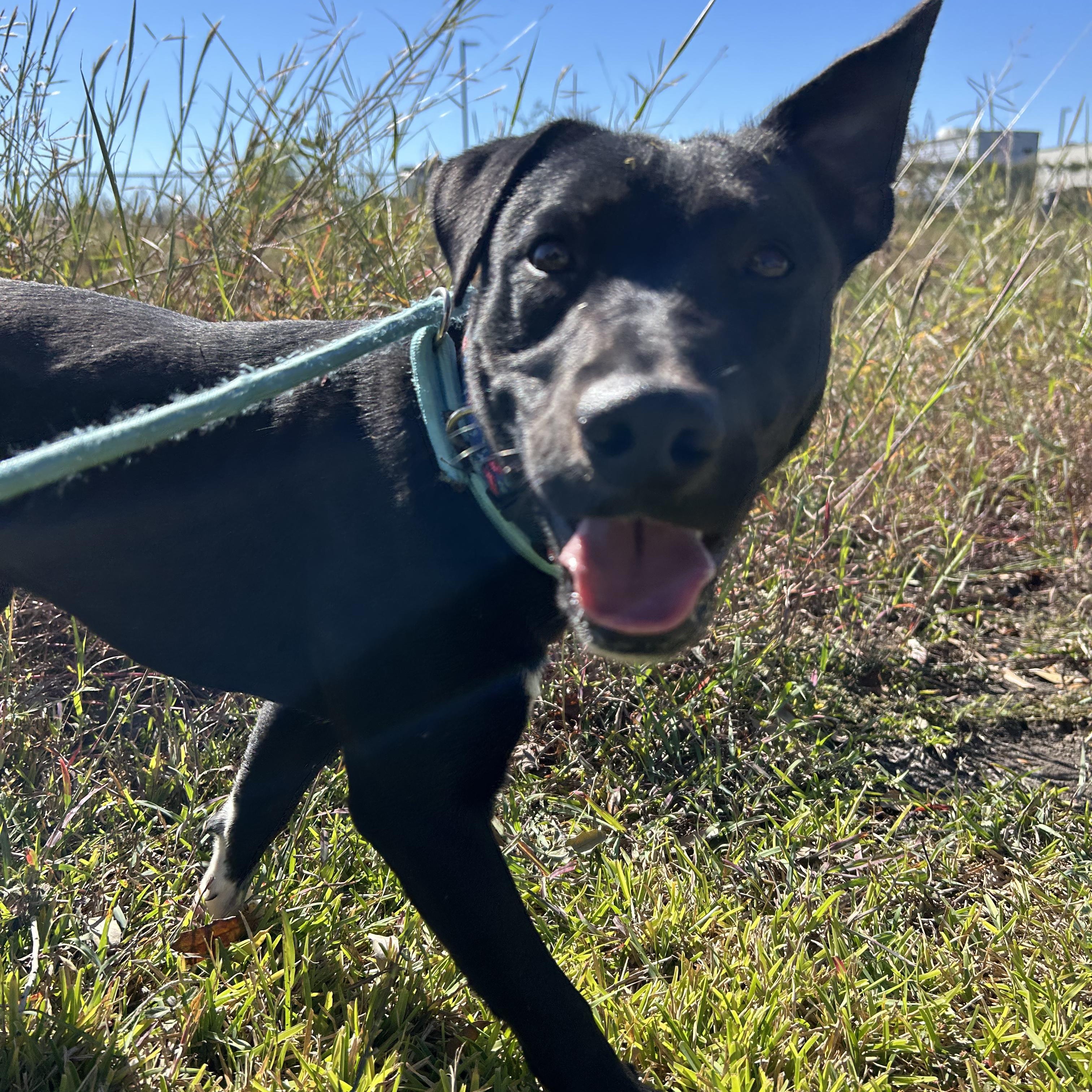 Jet, a Adoptable mixed breed in Monroe, NY image 5/5
