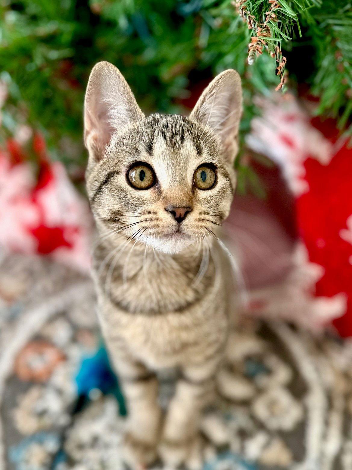 Enlarge JWoww, a Adoptable Domestic Short Hair in Prosper, TX image 1/3