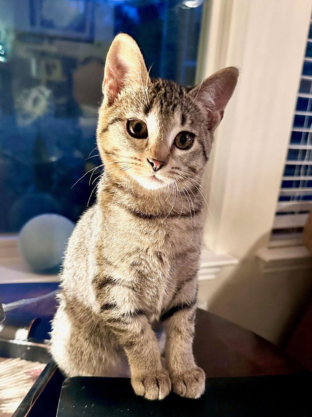 Enlarge JWoww, a Adoptable Domestic Short Hair in Prosper, TX image 2/3