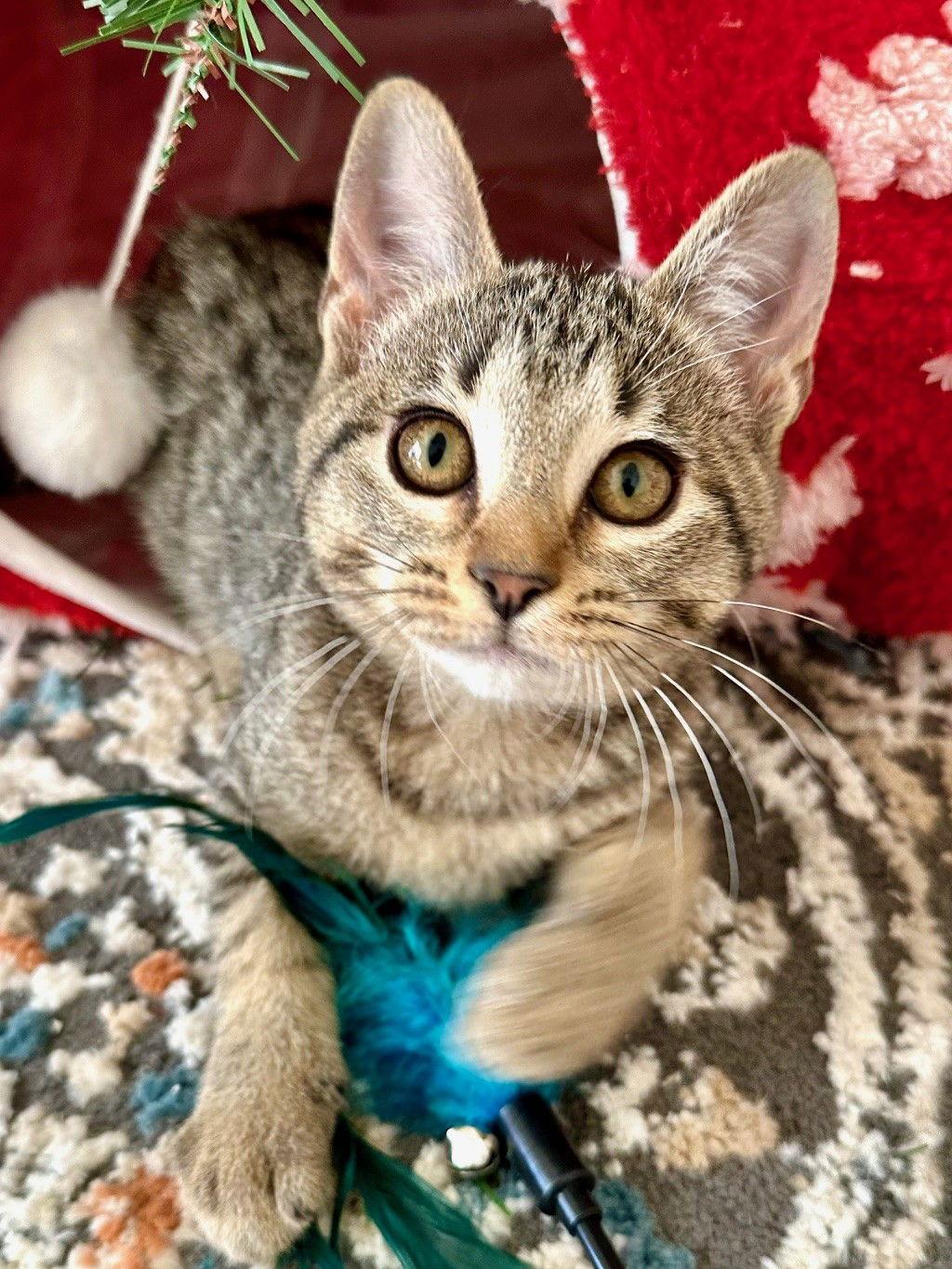 Enlarge JWoww, a Adoptable Domestic Short Hair in Prosper, TX image 3/3