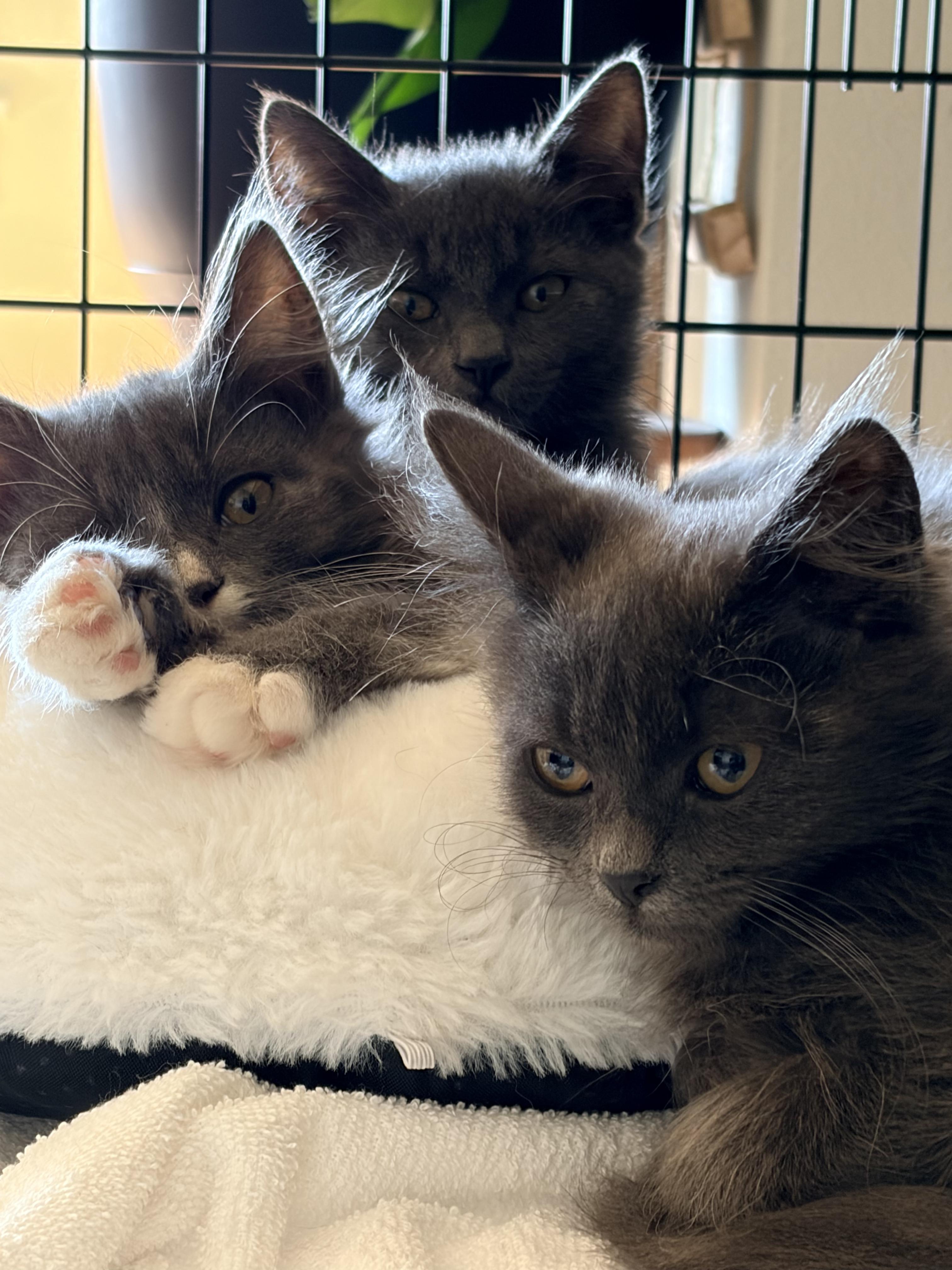 Enlarge Stormy, a Adopted Domestic Medium Hair in Des Moines , WA image 2/2
