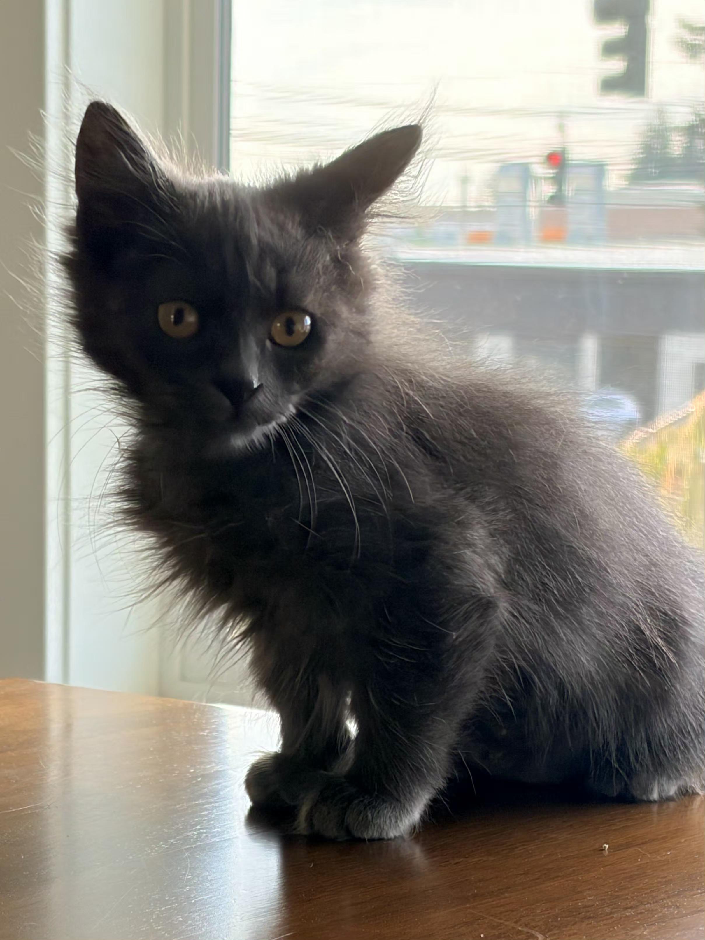 Enlarge Stormy, a Adopted Domestic Medium Hair in Des Moines , WA image 1/2