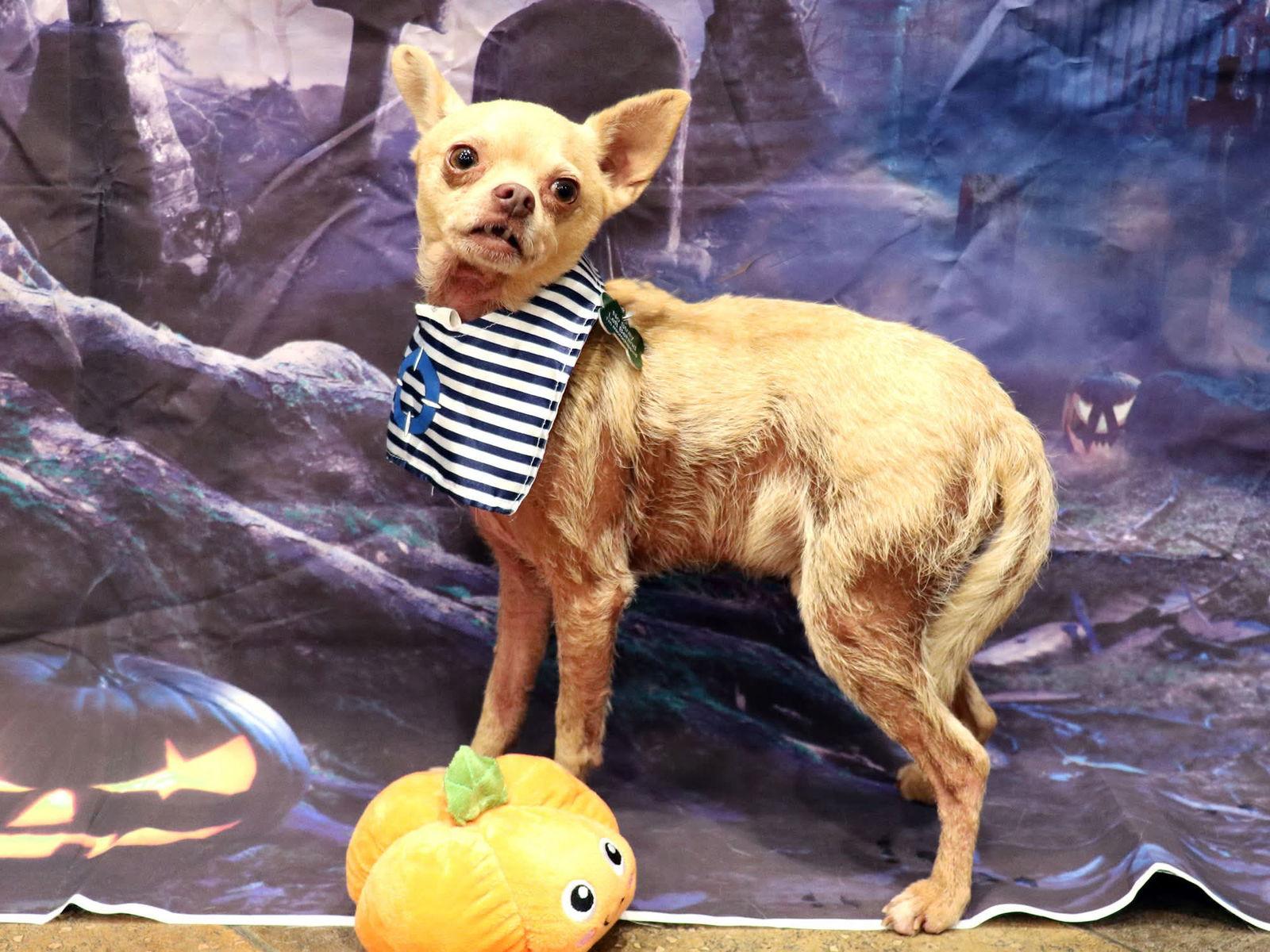Enlarge Turner, a Adoptable Chihuahua in Apple Valley, CA image 1/1