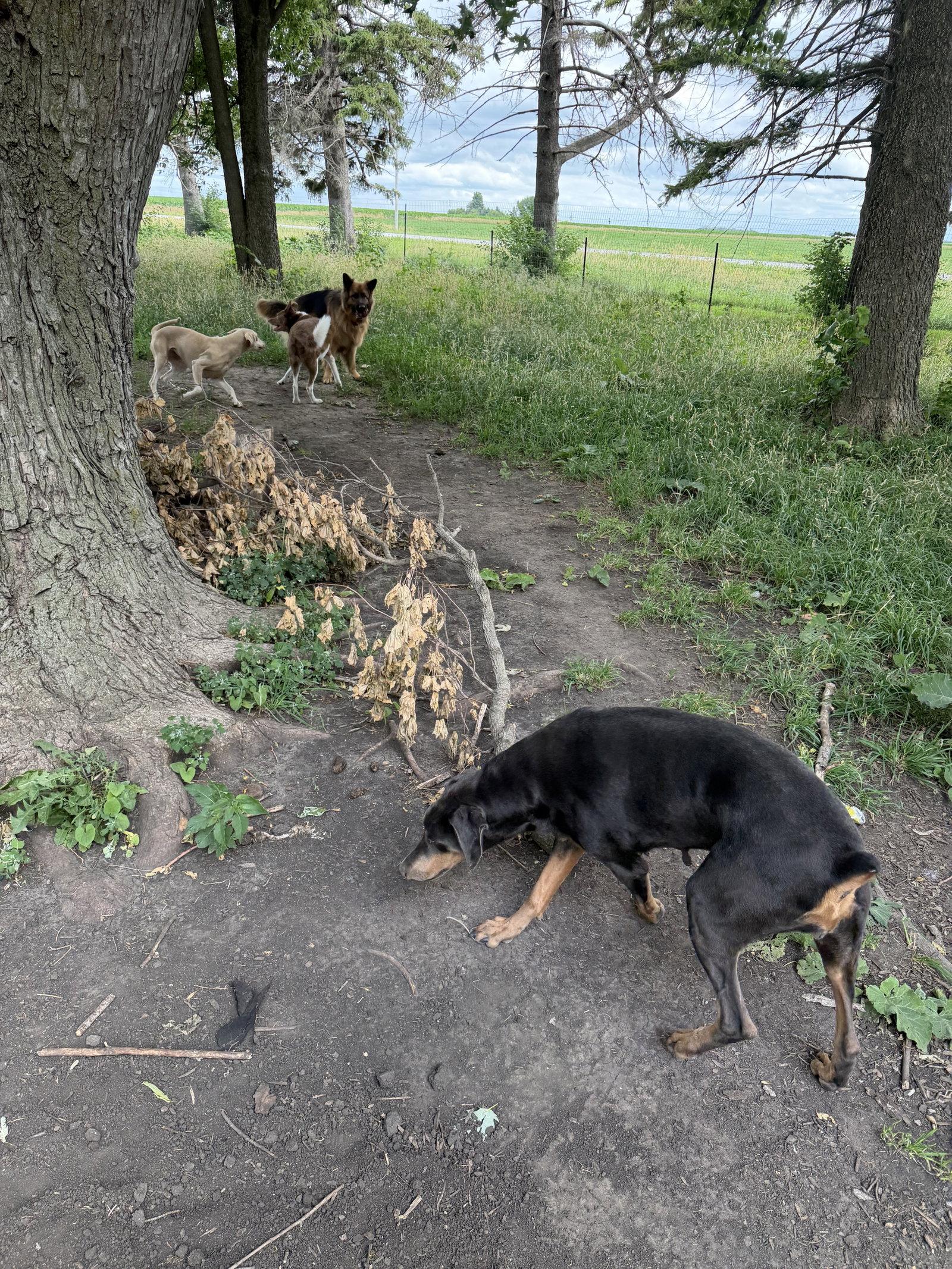 Diana, Adoptable, Adult Female Doberman Pinscher.