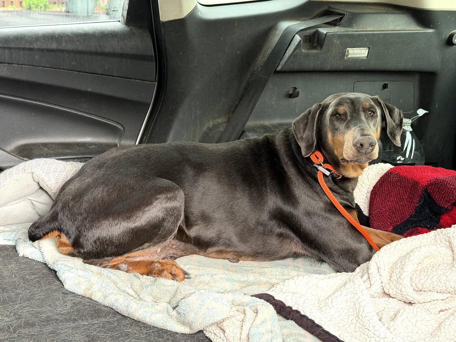 Diana Foster Needed!, Adoptable, Adult Female Doberman Pinscher.