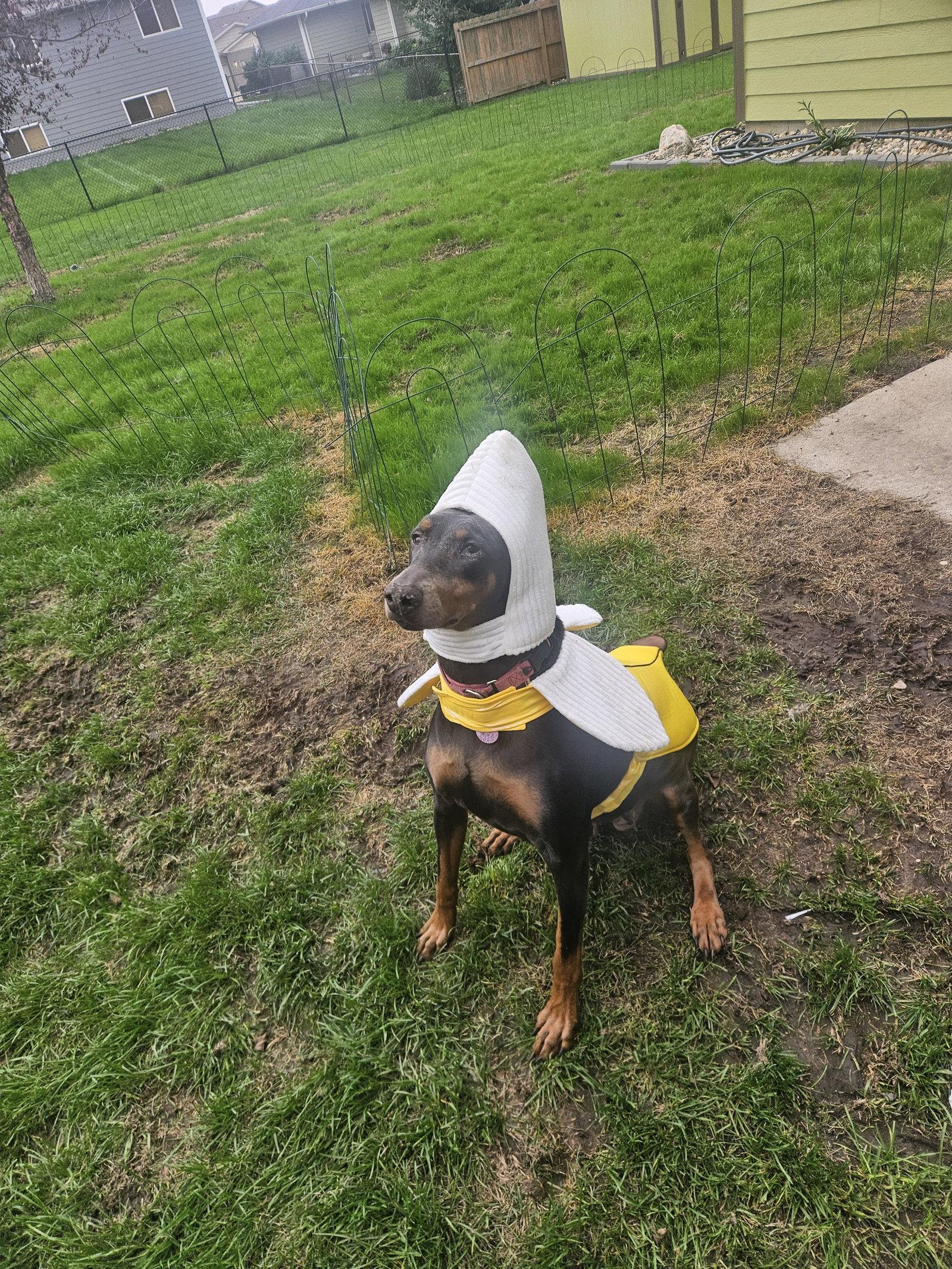 Enlarge Diana, a Adoptable Doberman Pinscher in Buffalo, MN image 2/3