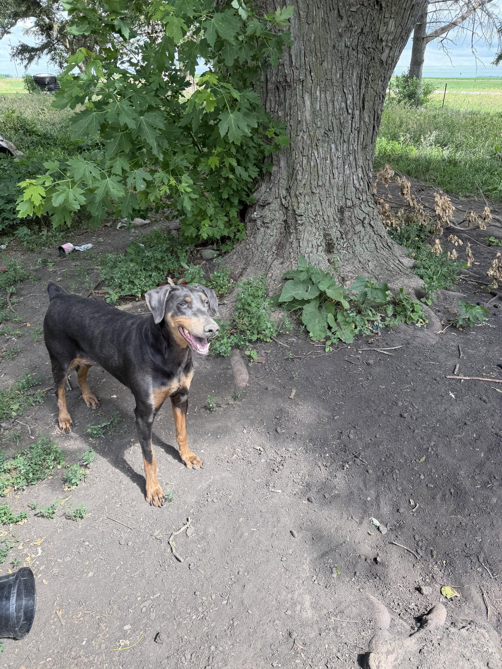 Enlarge Diana, a Adoptable Doberman Pinscher in Buffalo, MN image 2/3