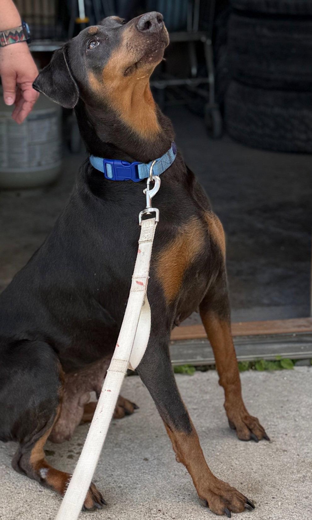 Diana Foster Needed!, a Adoptable Doberman Pinscher in Buffalo, MN image 2/3