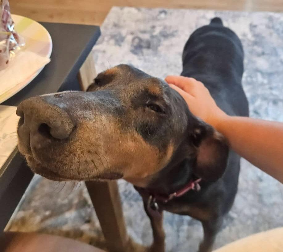 Enlarge Diana, a Adoptable Doberman Pinscher in Buffalo, MN image 3/3