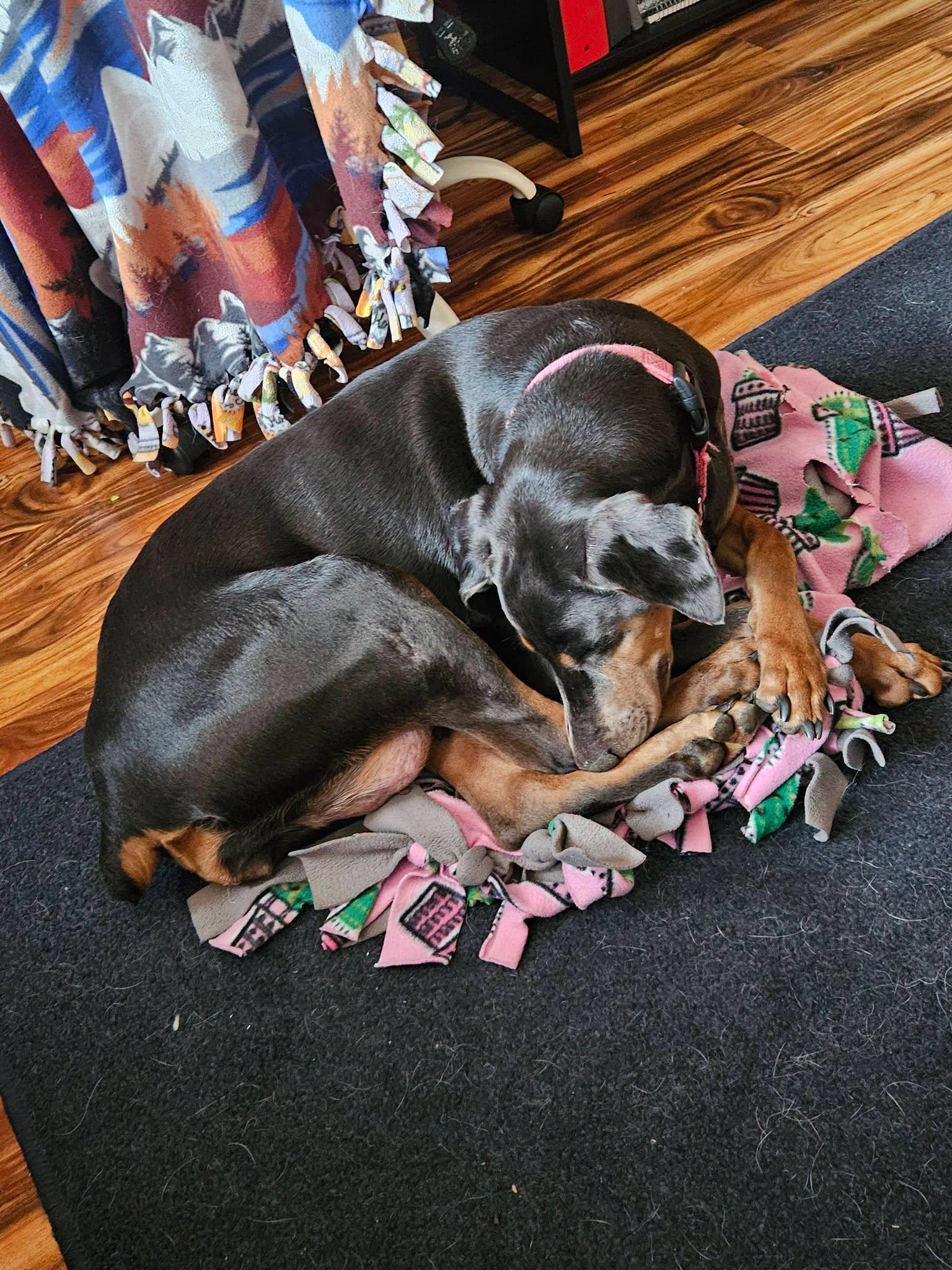 Enlarge Diana, a Adoptable Doberman Pinscher in Buffalo, MN image 3/3