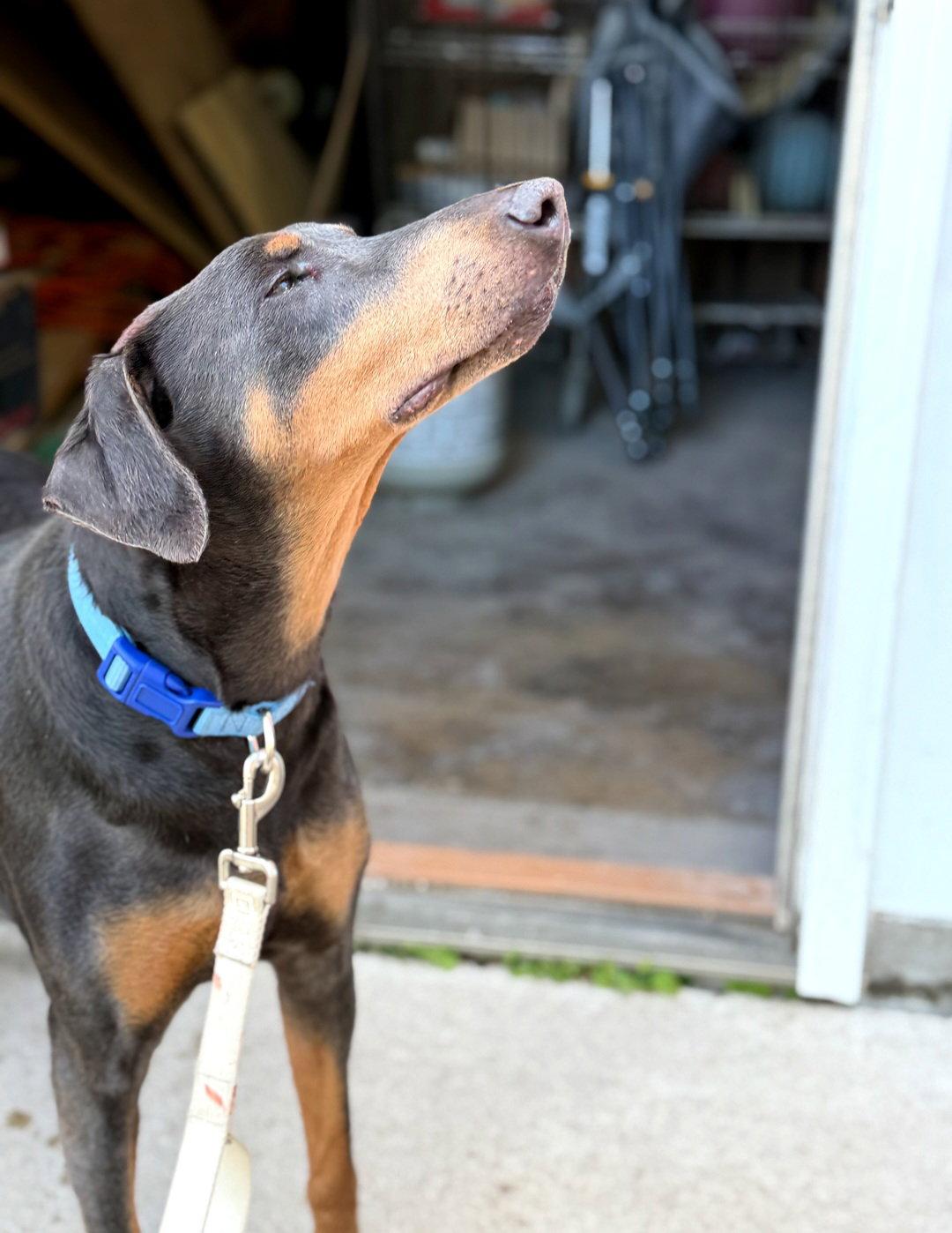 Diana Foster Needed!, a Adoptable Doberman Pinscher in Buffalo, MN image 3/3