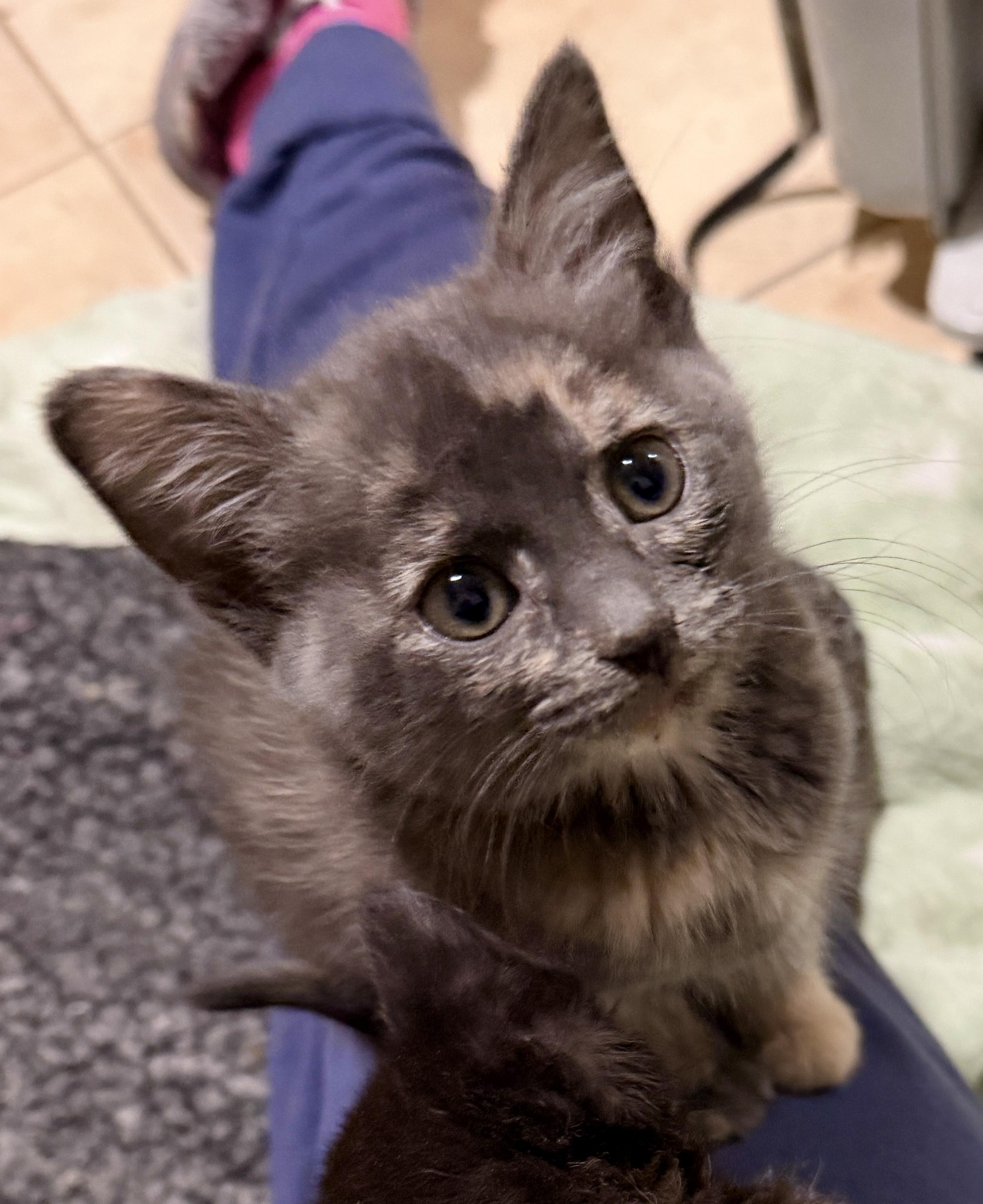 Bluebell, adopted, Kitten Female Domestic Short Hair.