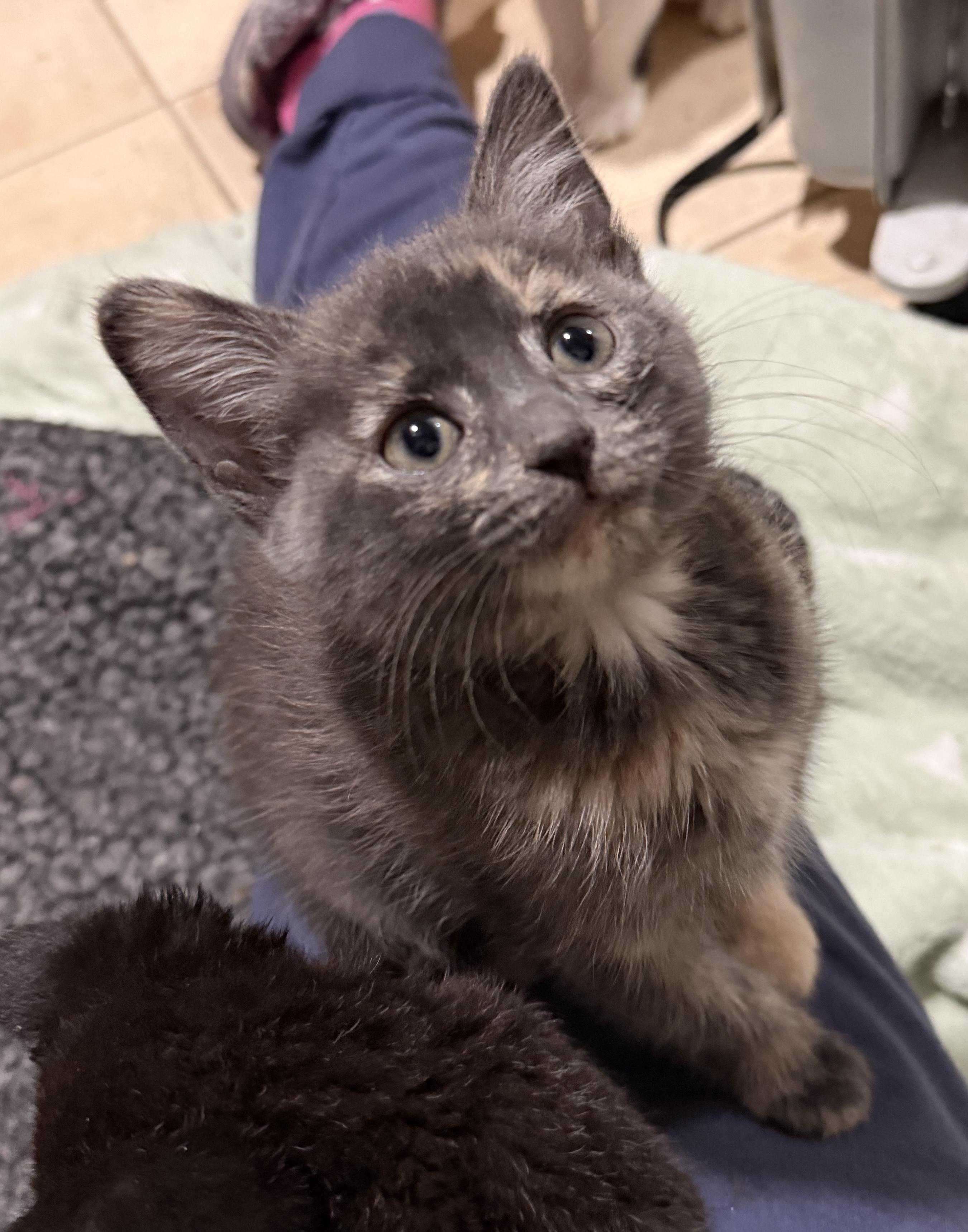 Enlarge Bluebell, an adopted Domestic Short Hair in East Hanover, NJ image 2/2