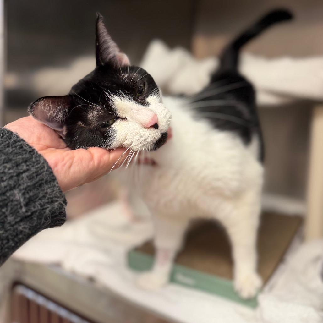 Enlarge Ivory, a Adoptable Domestic Short Hair in Conshohocken, PA image 1/4