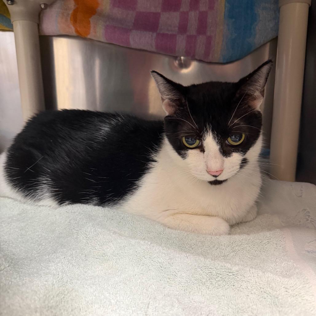 Ivory, Adoptable, Senior Female Domestic Short Hair.