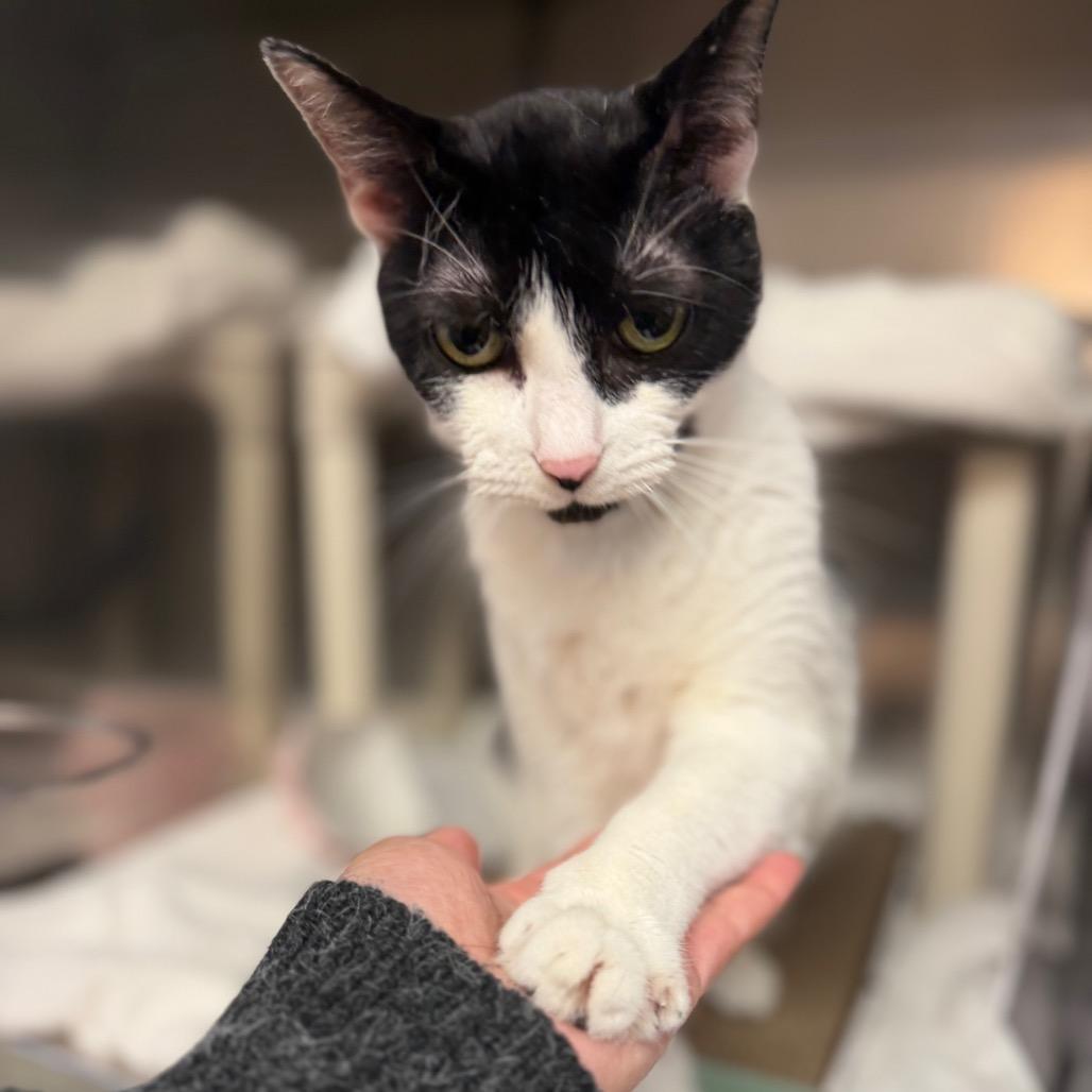 Enlarge Ivory, a Adoptable Domestic Short Hair in Conshohocken, PA image 3/4