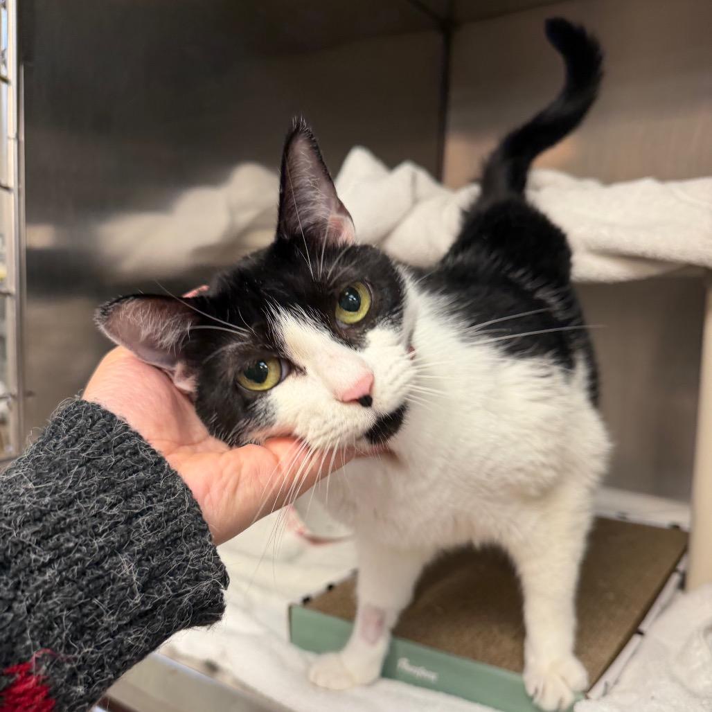 Enlarge Ivory, a Adoptable Domestic Short Hair in Conshohocken, PA image 4/4