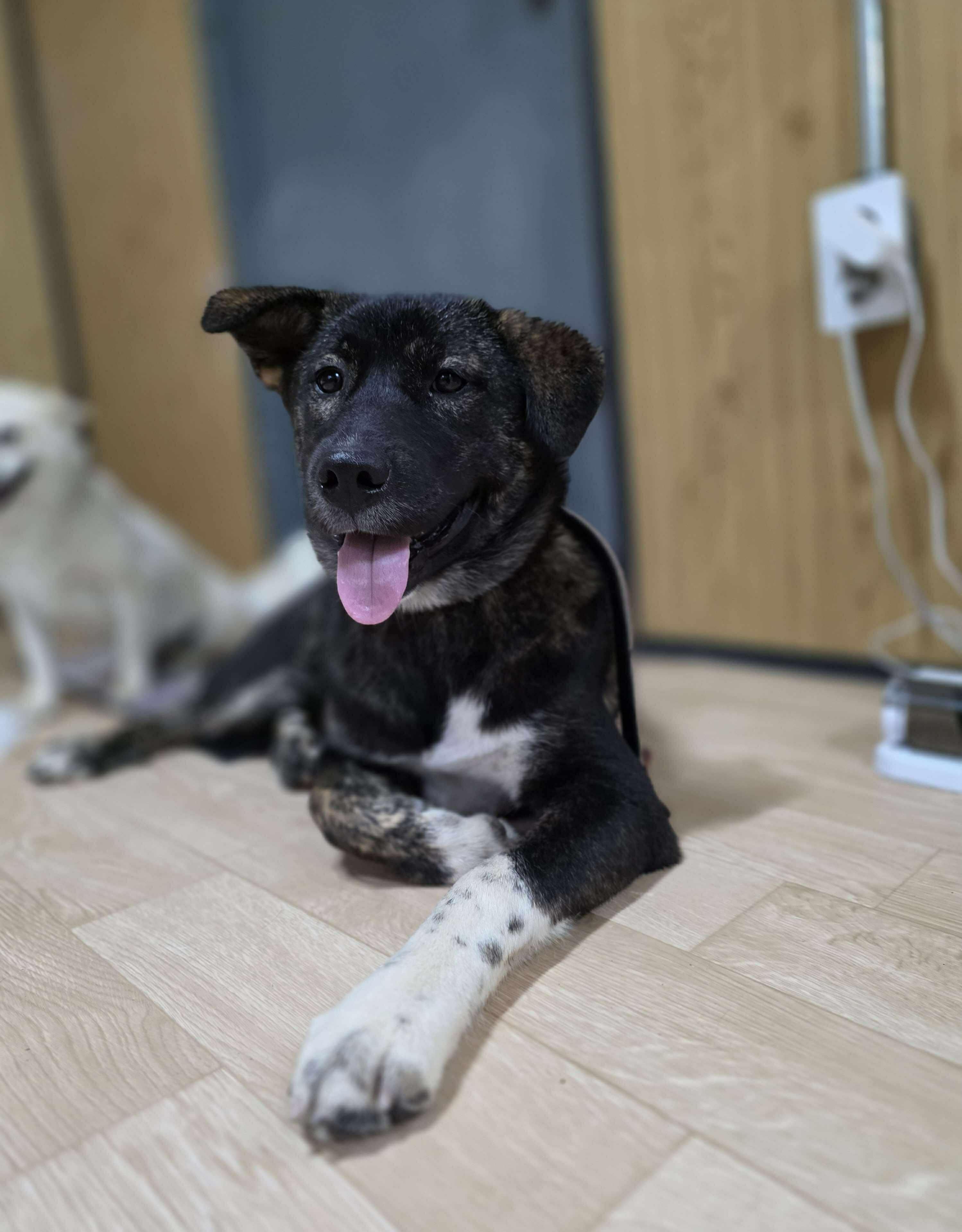 Sunny, a Adoptable mixed breed in San Ramon, CA image 1/5