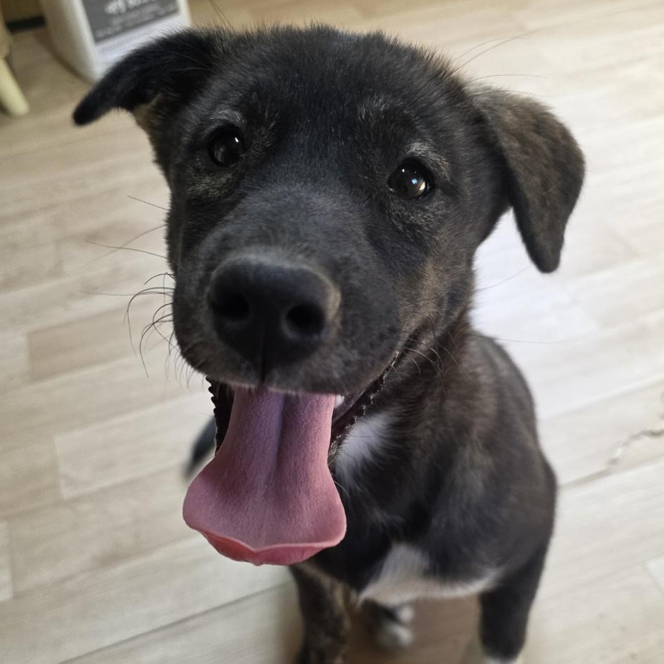 Sunny, a Adoptable mixed breed in San Ramon, CA image 2/5