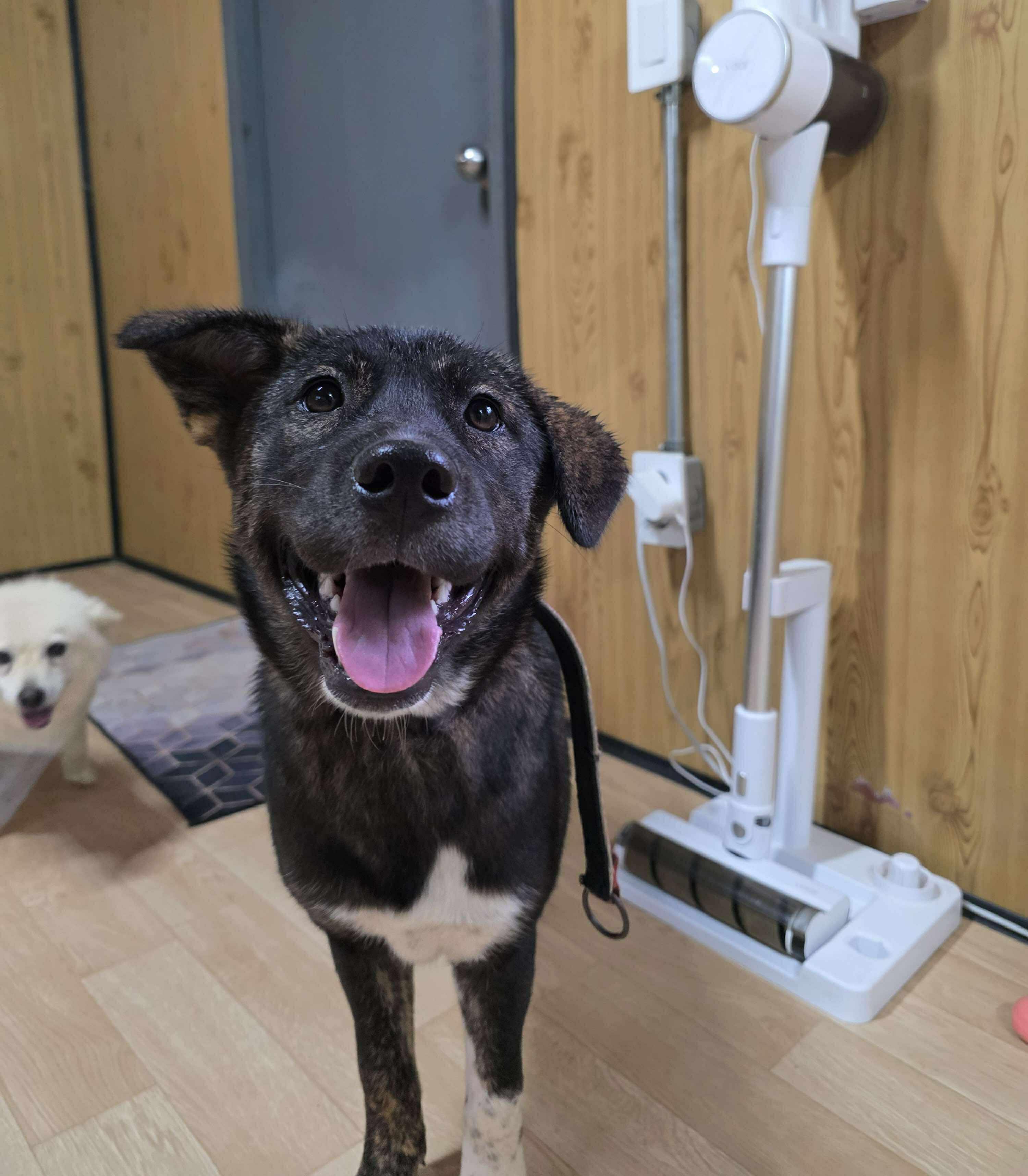 Sunny, a Adoptable mixed breed in San Ramon, CA image 3/5