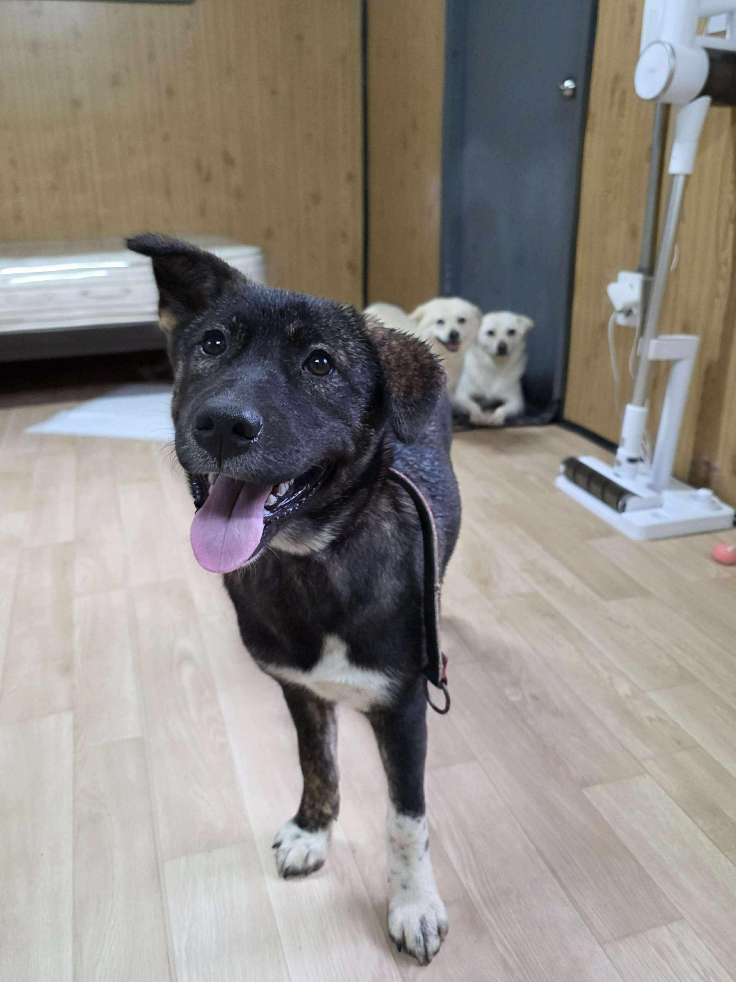 Sunny, a Adoptable mixed breed in San Ramon, CA image 4/5