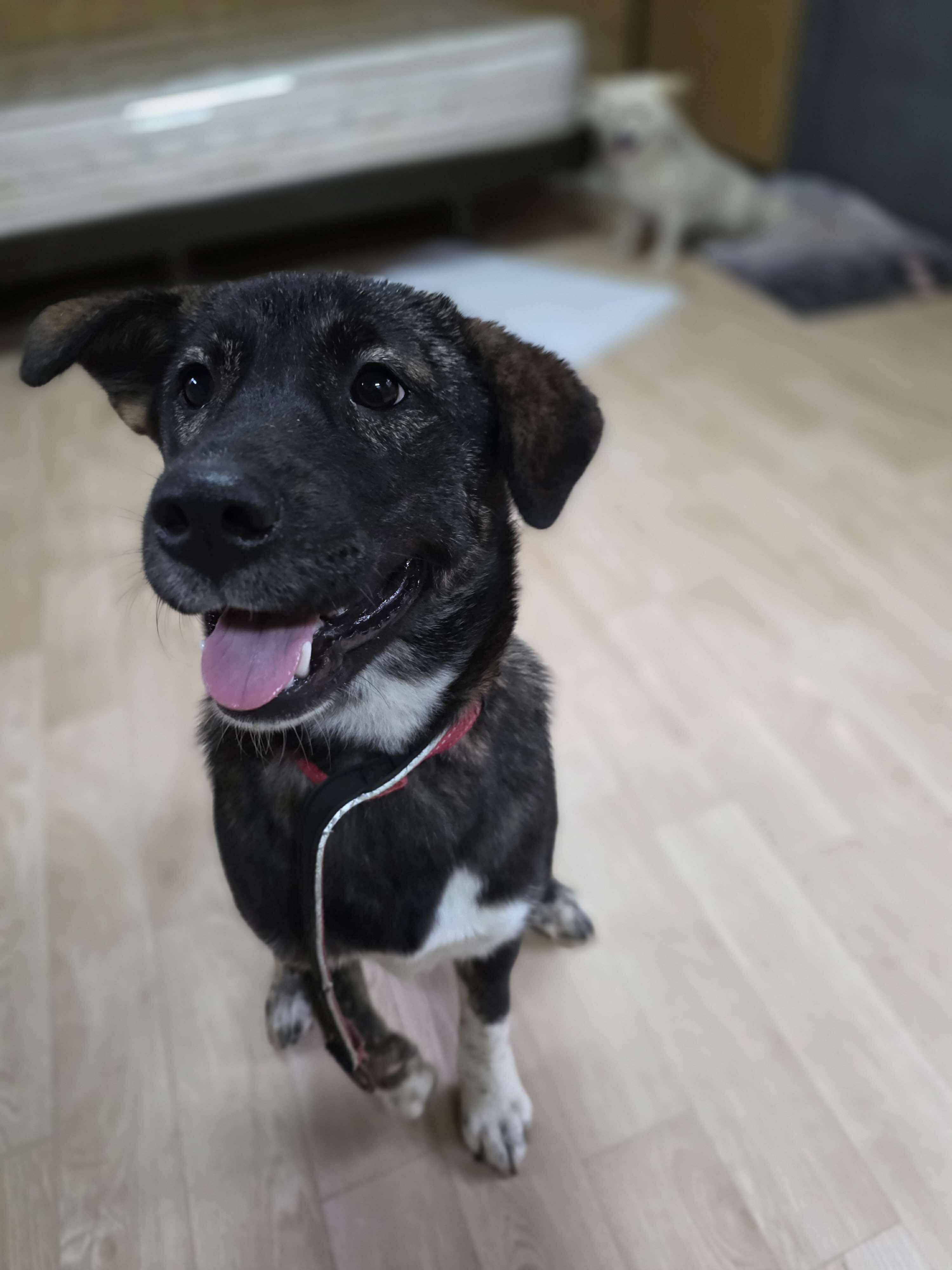 Sunny, a Adoptable mixed breed in San Ramon, CA image 5/5