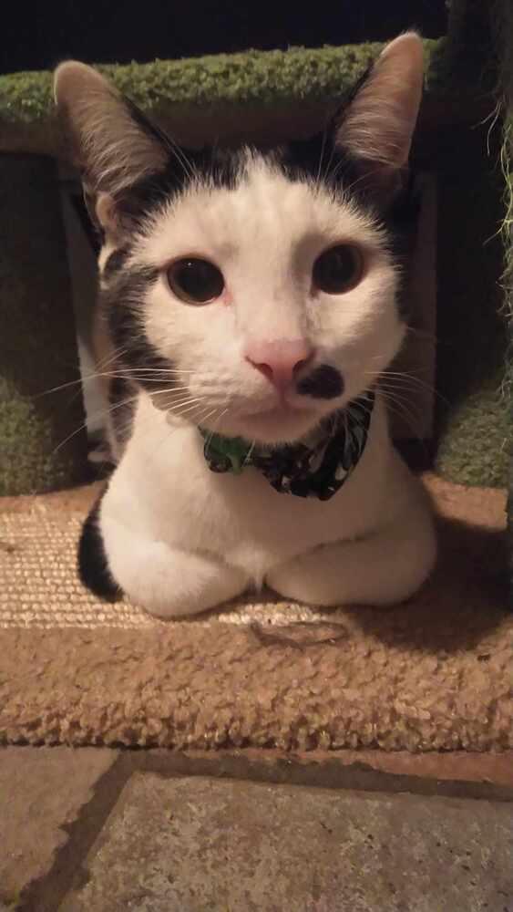 Sporty Spice, Adoptable, Young Male Domestic Short Hair.