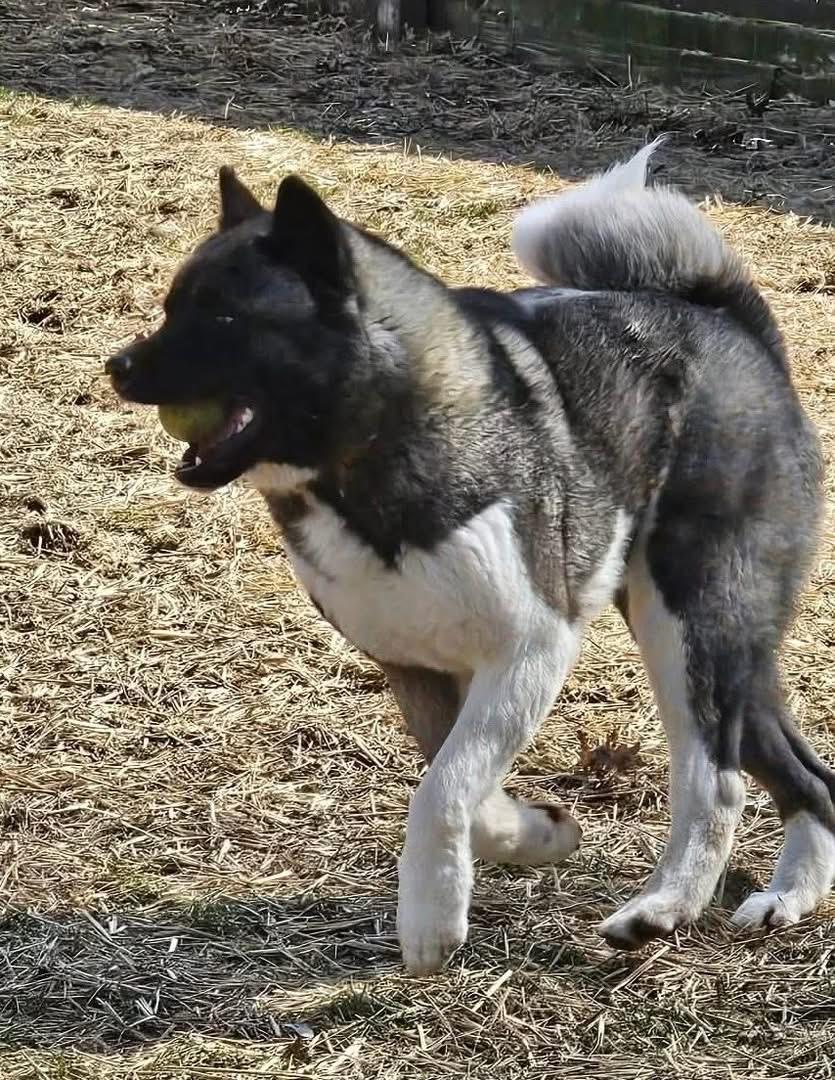 Enlarge Sherman , a ADOPTABLE Akita in Chicago, IL image 4/4