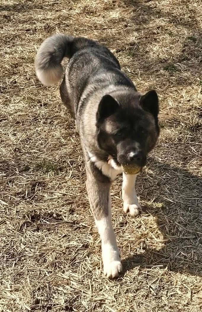Enlarge Sherman , a ADOPTABLE Akita in Chicago, IL image 2/4