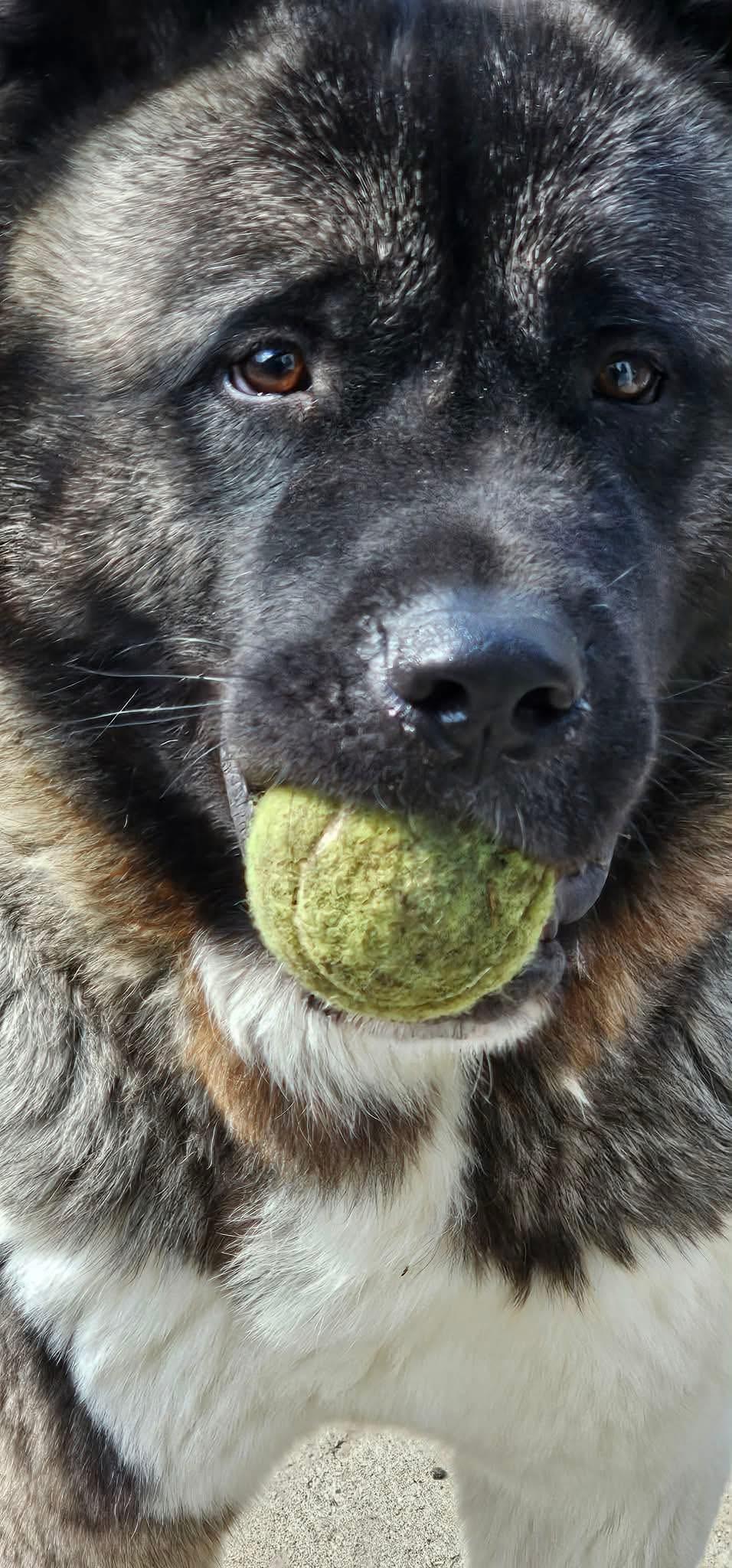 Enlarge Sherman , a ADOPTABLE Akita in Chicago, IL image 1/4