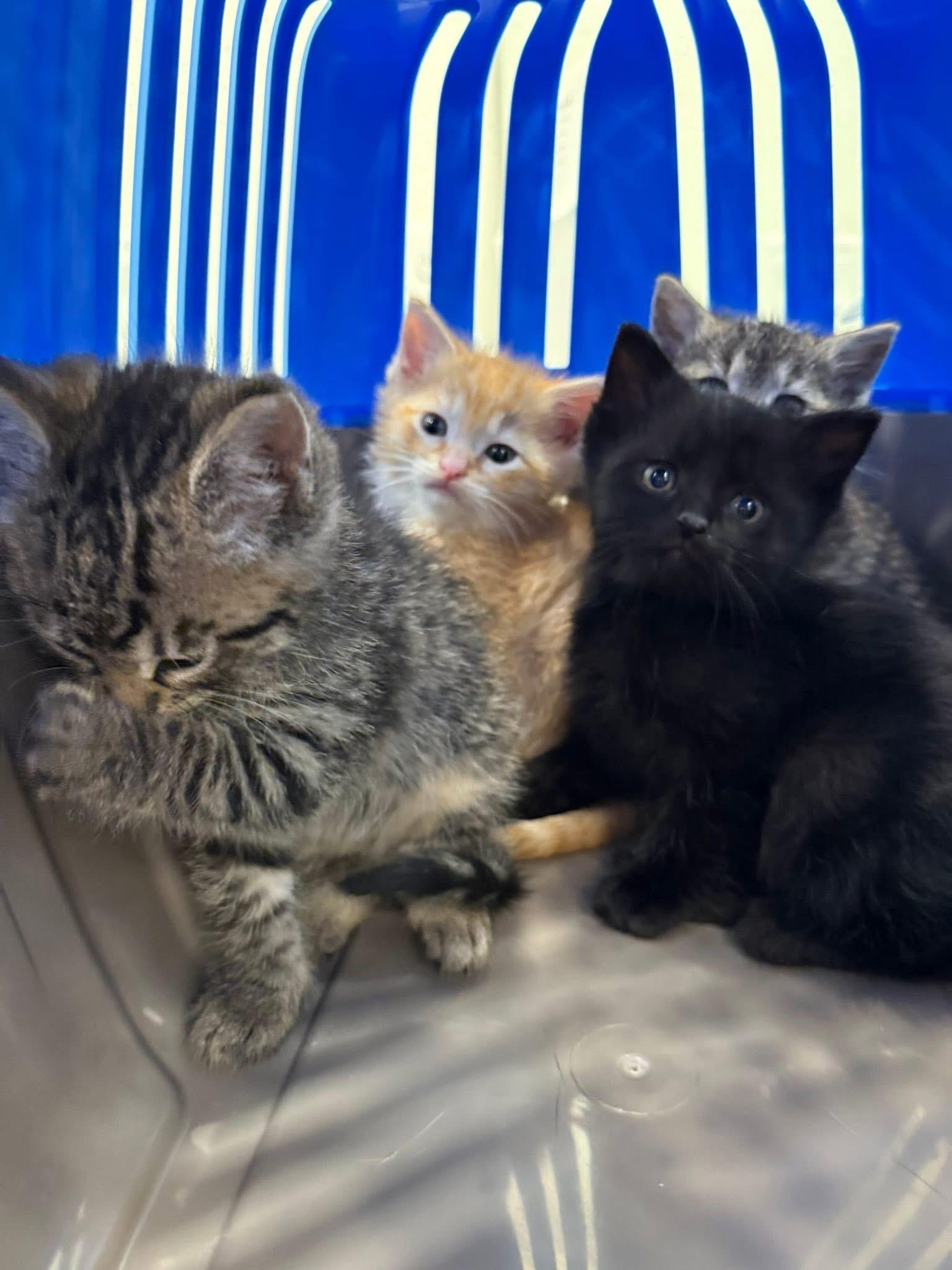 Telluride, adopted, Kitten Female Domestic Short Hair.