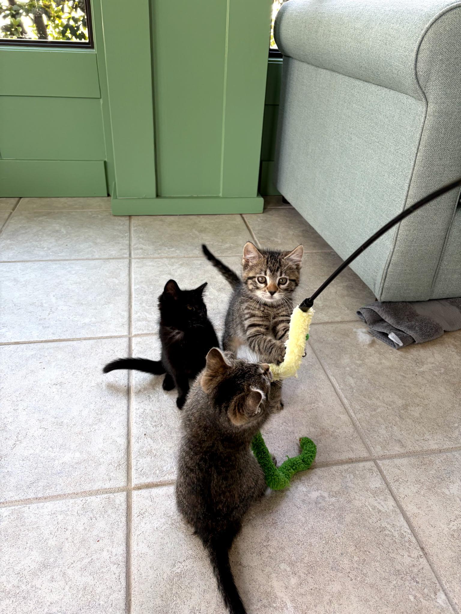 Enlarge Telluride, an adopted Domestic Short Hair in Ponte vedra, FL image 3/3