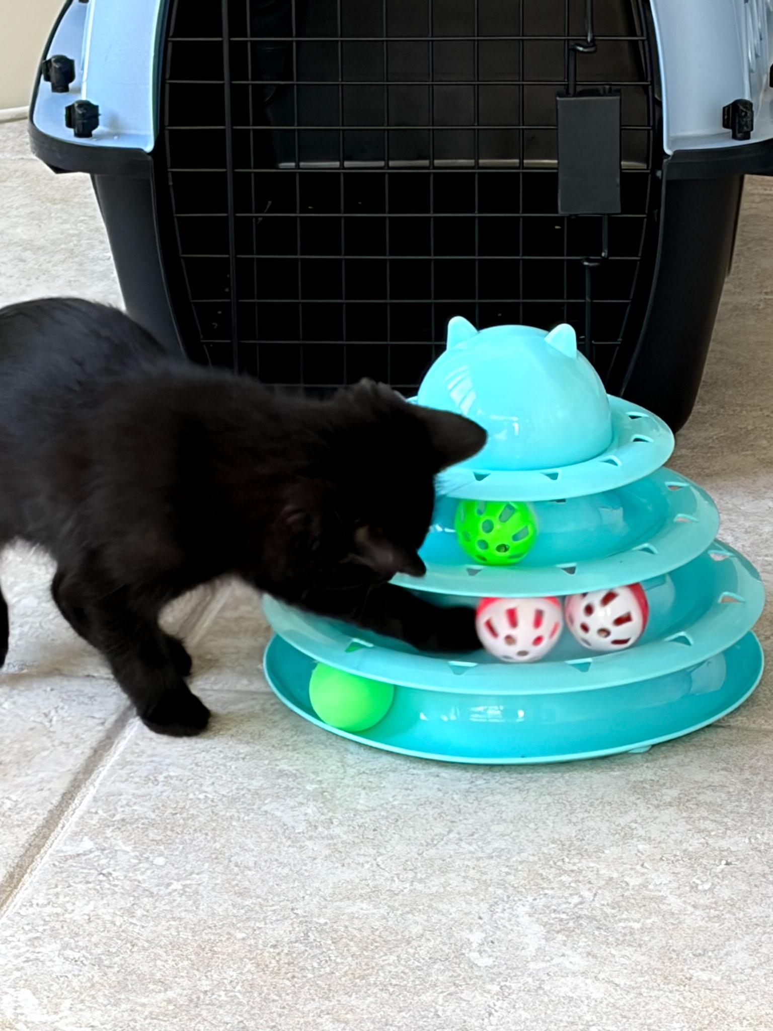 Enlarge Telluride, an adopted Domestic Short Hair in Ponte vedra, FL image 2/3