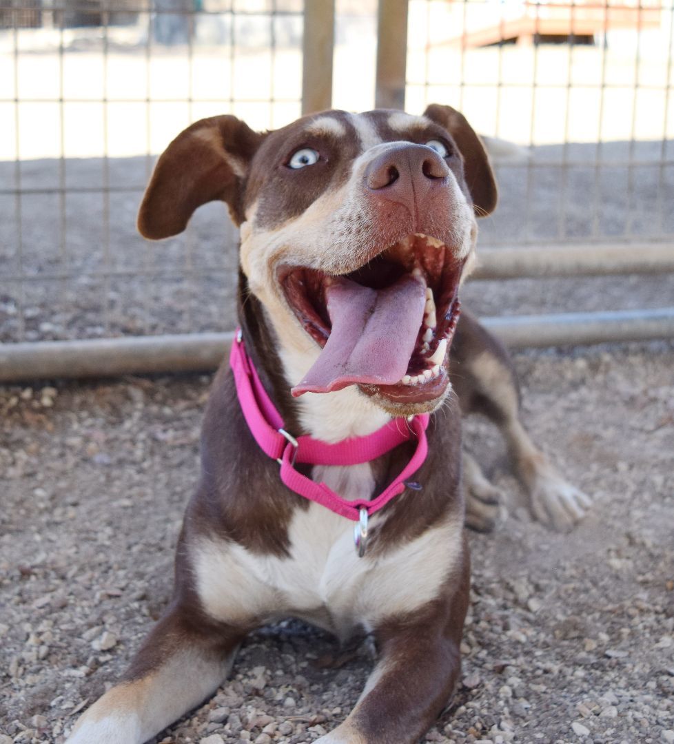 Maggie, Adoptable, Adult Female Terrier.